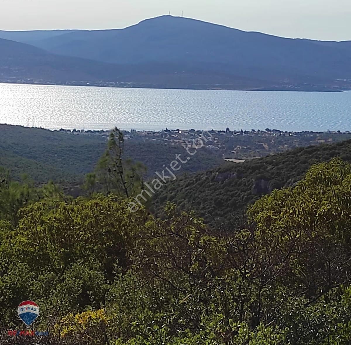 23 İzmır Urla Da Denız Manzaralı Zeytın Tarlası