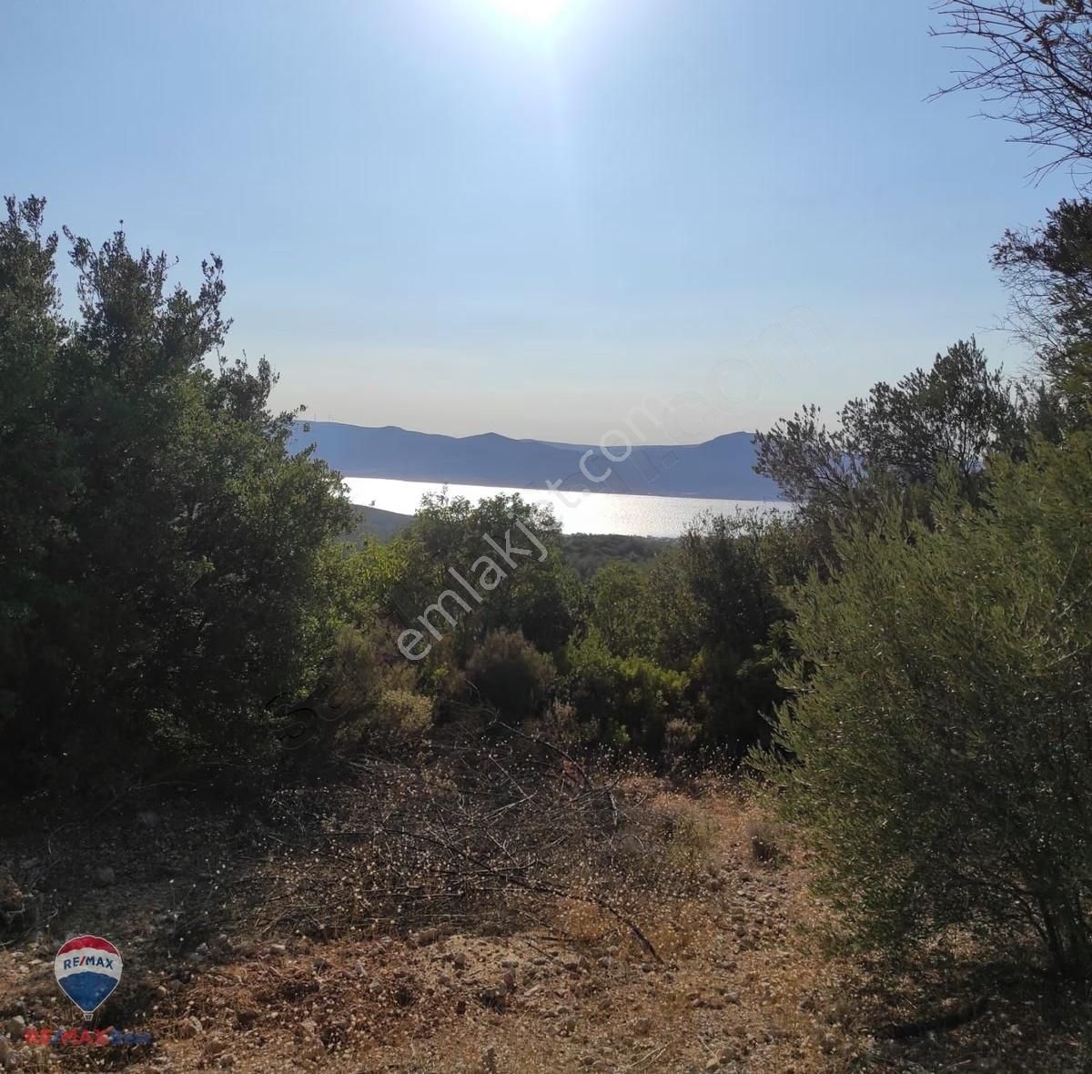 23 İzmır Urla Da Denız Manzaralı Zeytın Tarlası - Görsel 11