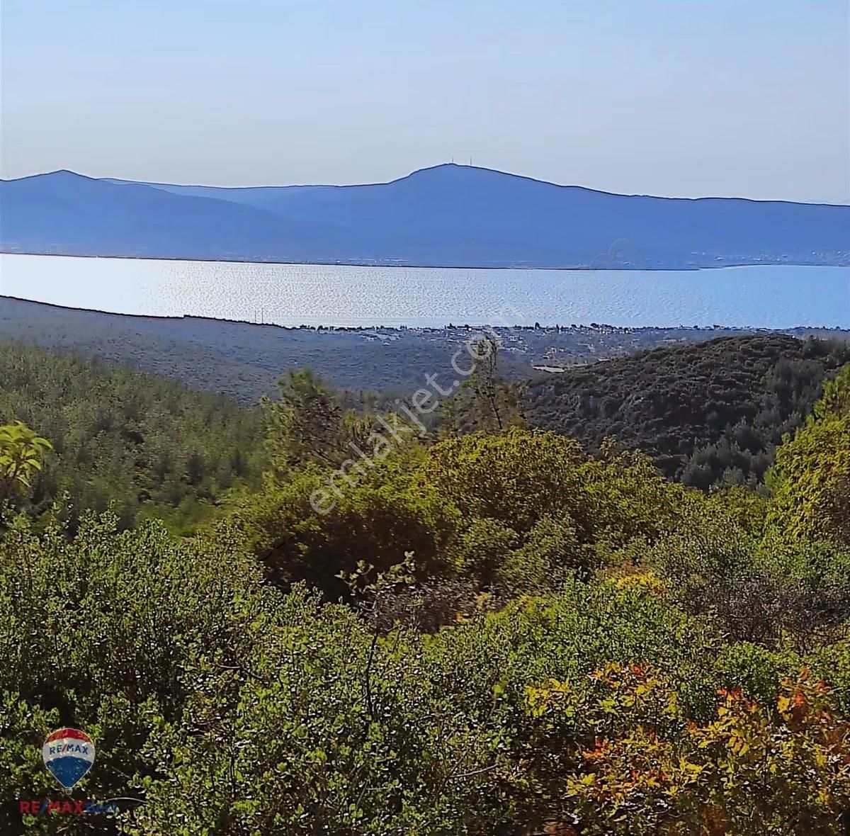 23 İzmır Urla Da Denız Manzaralı Zeytın Tarlası - Görsel 3