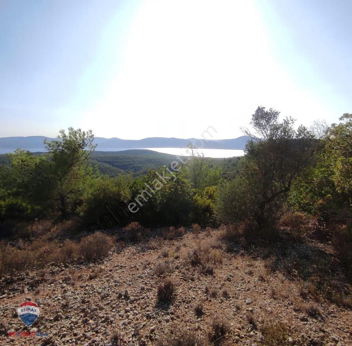 23 İzmır Urla Da Denız Manzaralı Zeytın Tarlası - Görsel 4