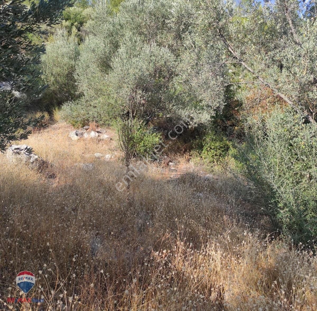 23 İzmır Urla Da Denız Manzaralı Zeytın Tarlası - Görsel 6