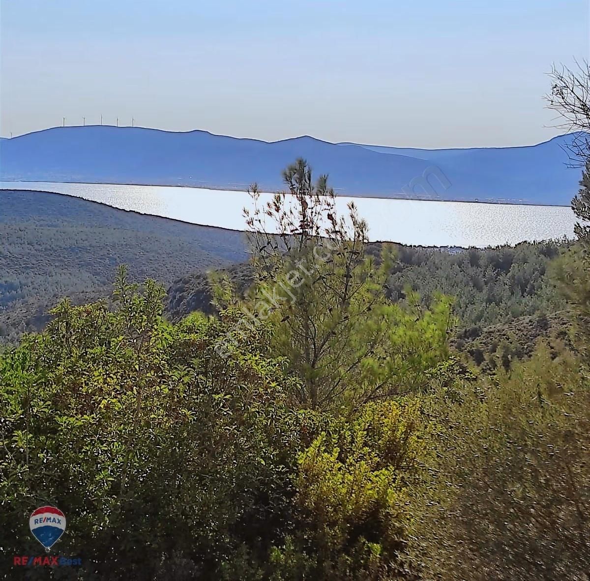 23 İzmır Urla Da Denız Manzaralı Zeytın Tarlası - Görsel 12