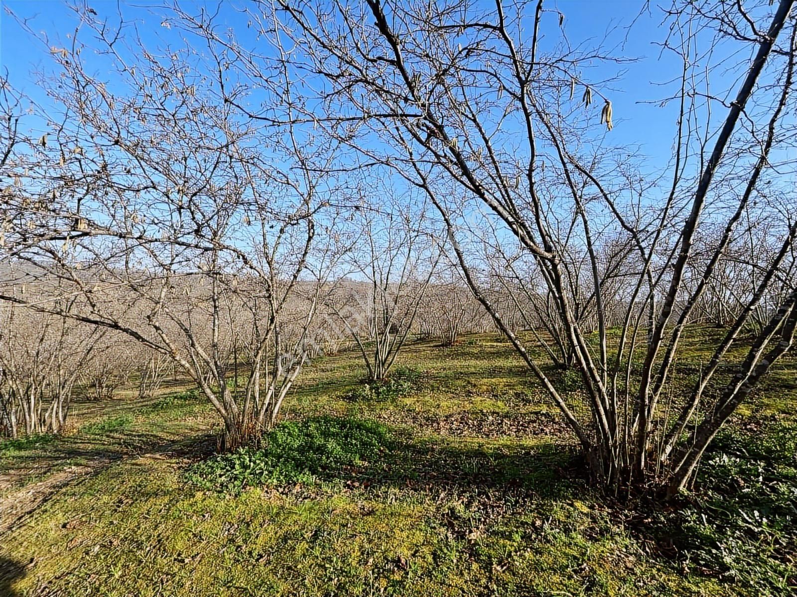 Karasu Resuller Köyünde 10.293 M² Verimli Fındık Bahçesi - Görsel 9