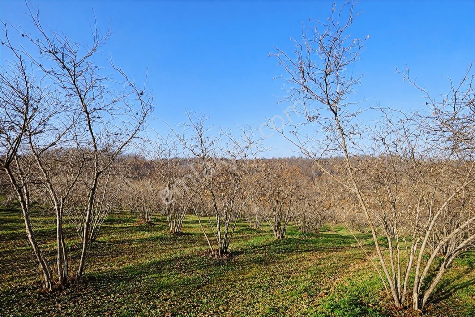 Karasu Resuller Köyünde 10.293 M² Verimli Fındık Bahçesi - Görsel 22