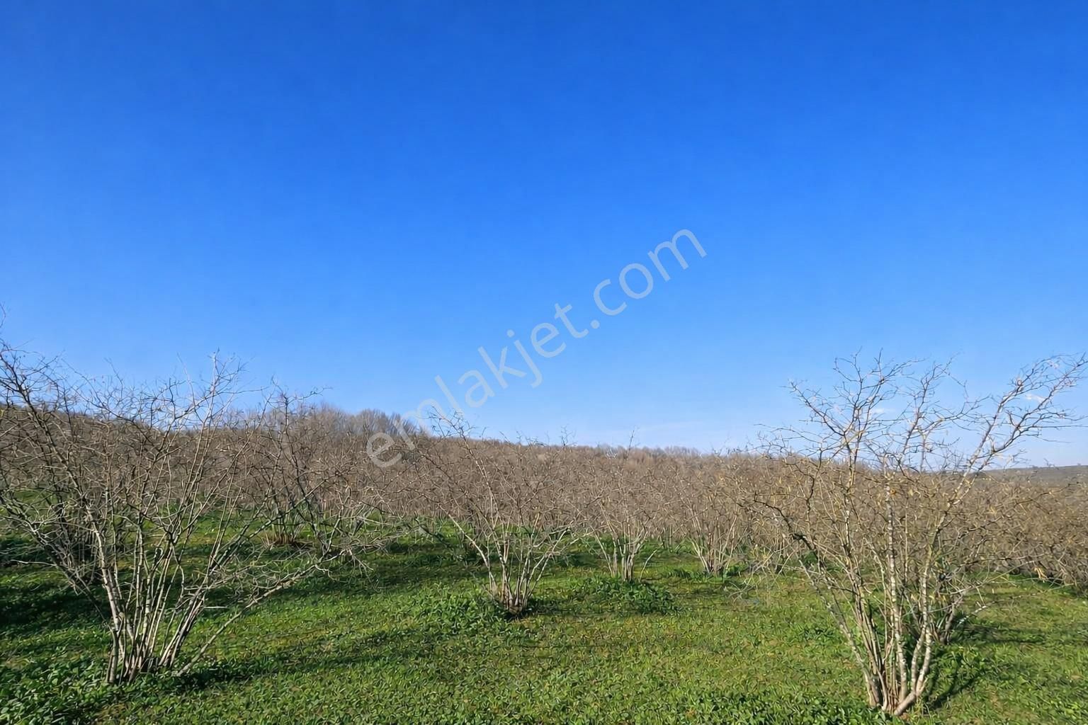 Karasu Resuller Köyünde 10.293 M² Verimli Fındık Bahçesi - Görsel 18