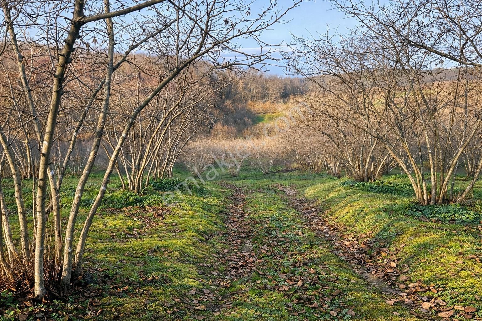 Karasu Resuller Köyünde 10.293 M² Verimli Fındık Bahçesi - Görsel 17