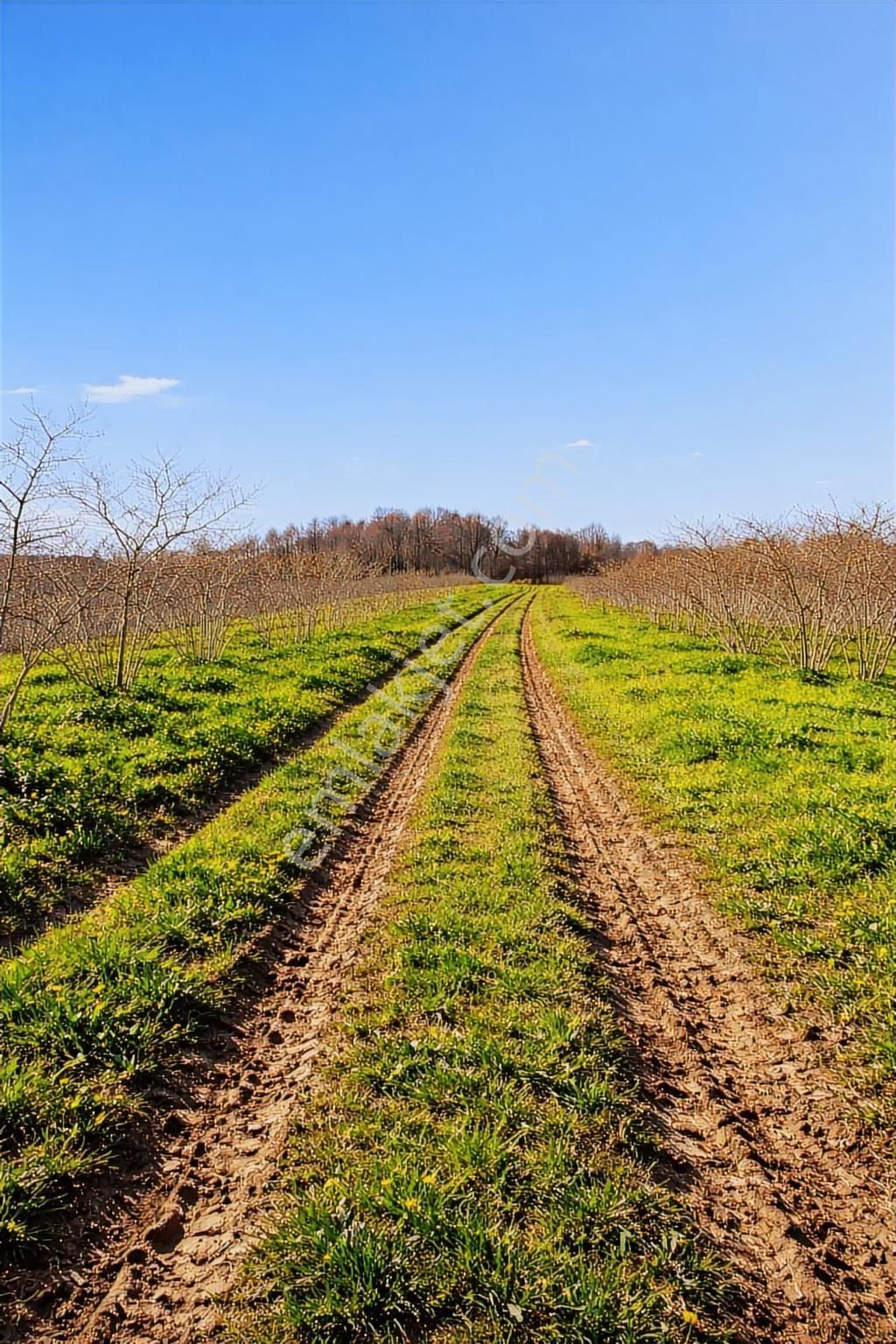 Karasu Resuller Köyünde 10.293 M² Verimli Fındık Bahçesi - Görsel 14