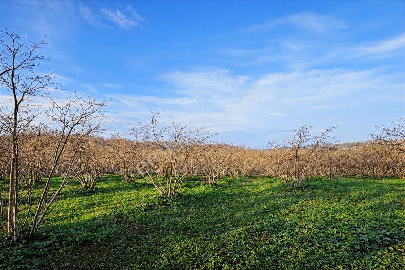 Karasu Resuller Köyünde 10.293 M² Verimli Fındık Bahçesi - Görsel 16