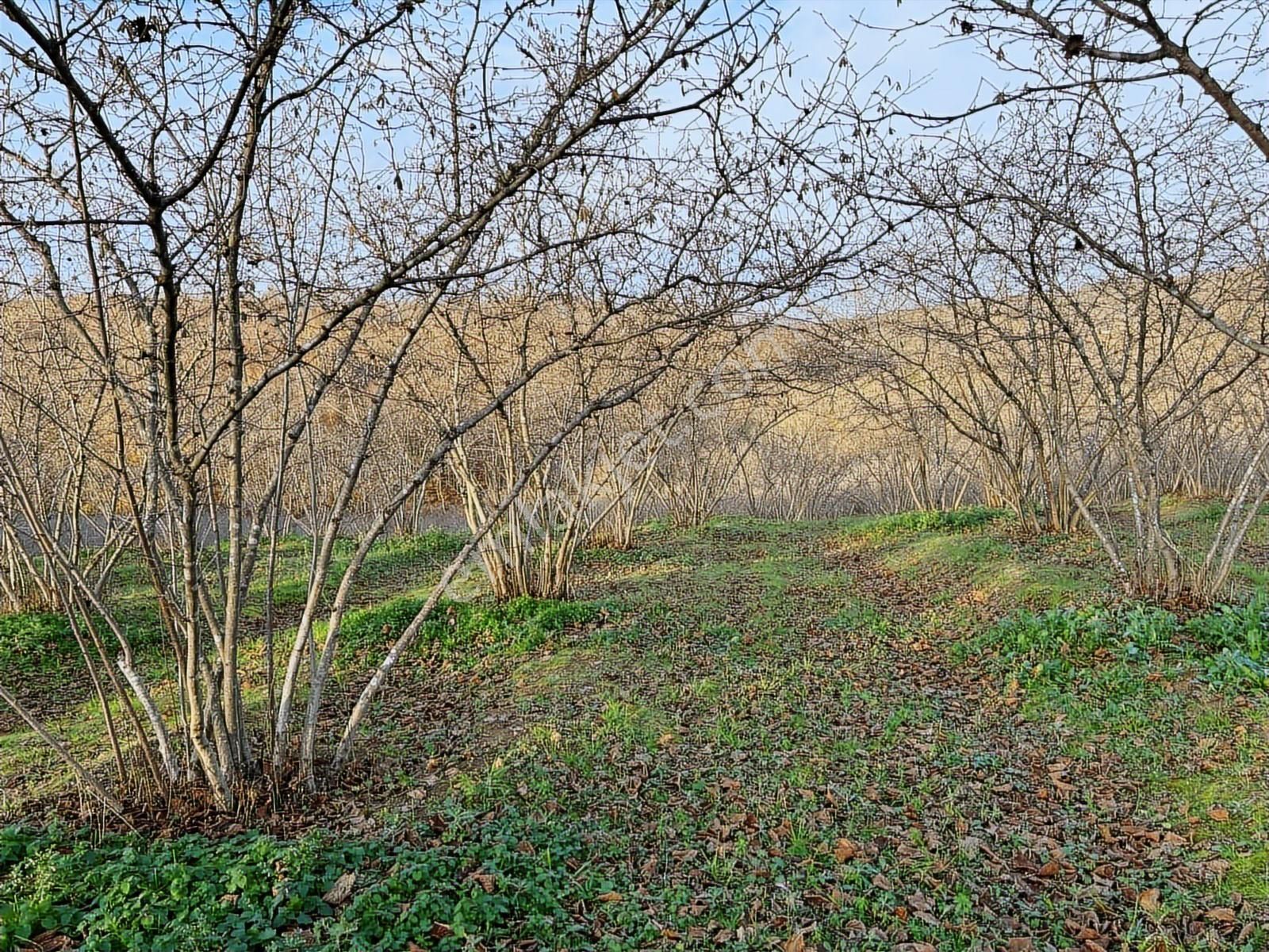 Karasu Resuller Köyünde 10.293 M² Verimli Fındık Bahçesi - Görsel 6