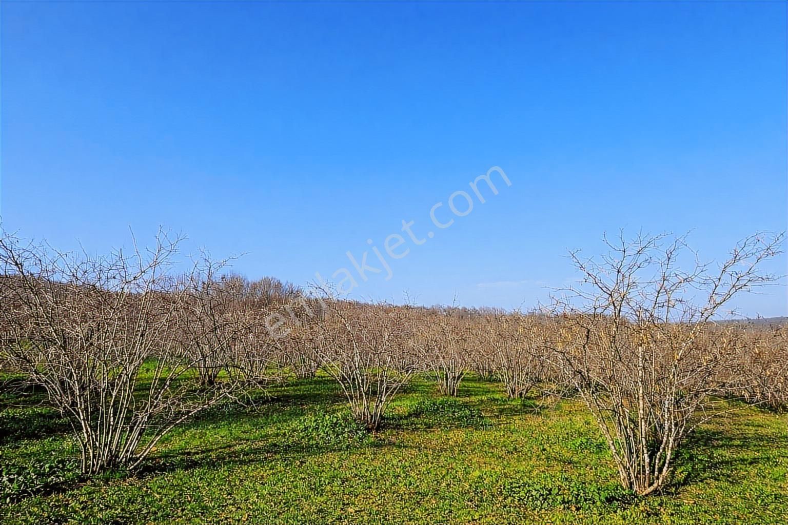 Karasu Resuller Köyünde 10.293 M² Verimli Fındık Bahçesi - Görsel 11