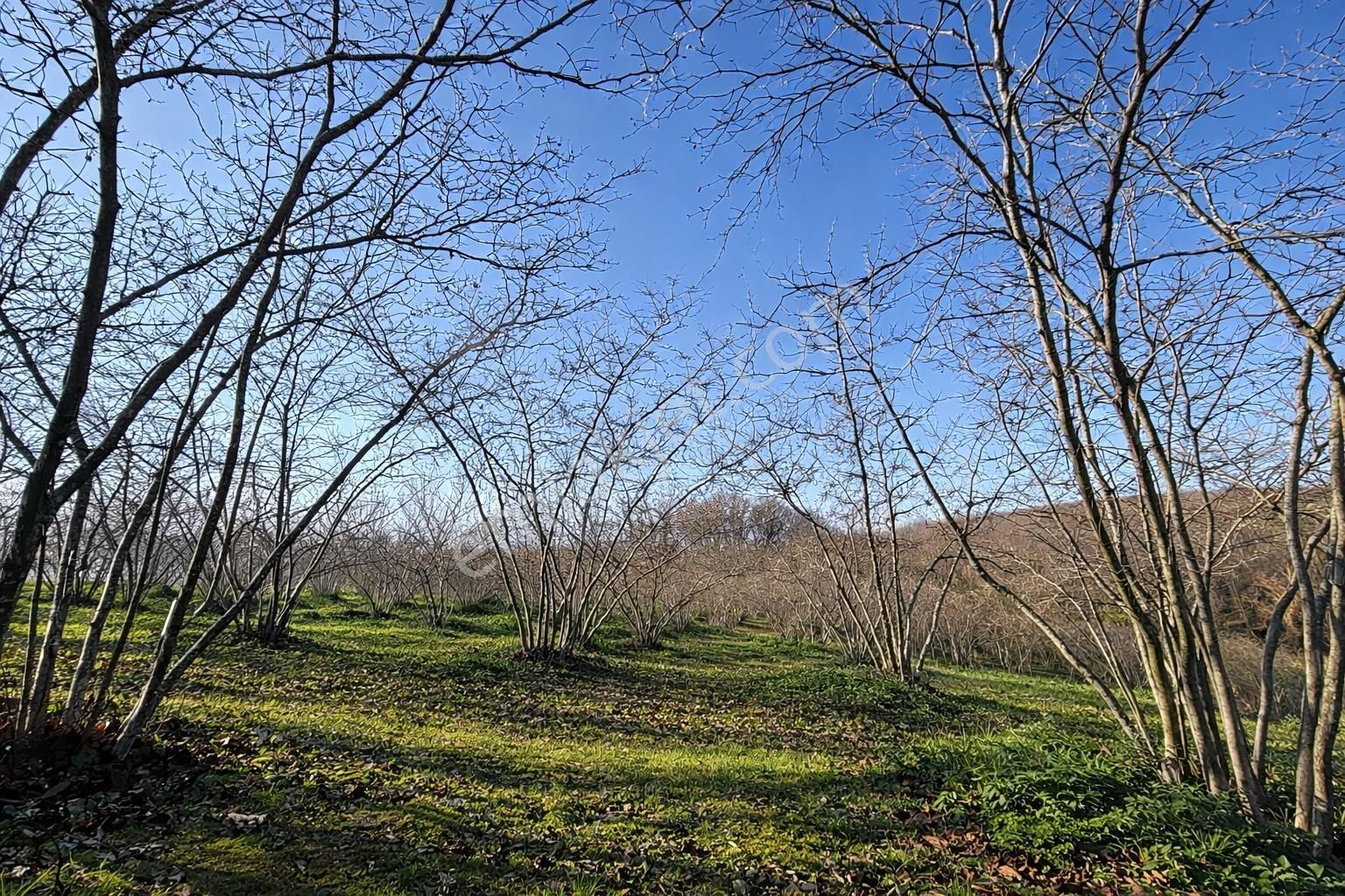 Karasu Resuller Köyünde 10.293 M² Verimli Fındık Bahçesi - Görsel 13