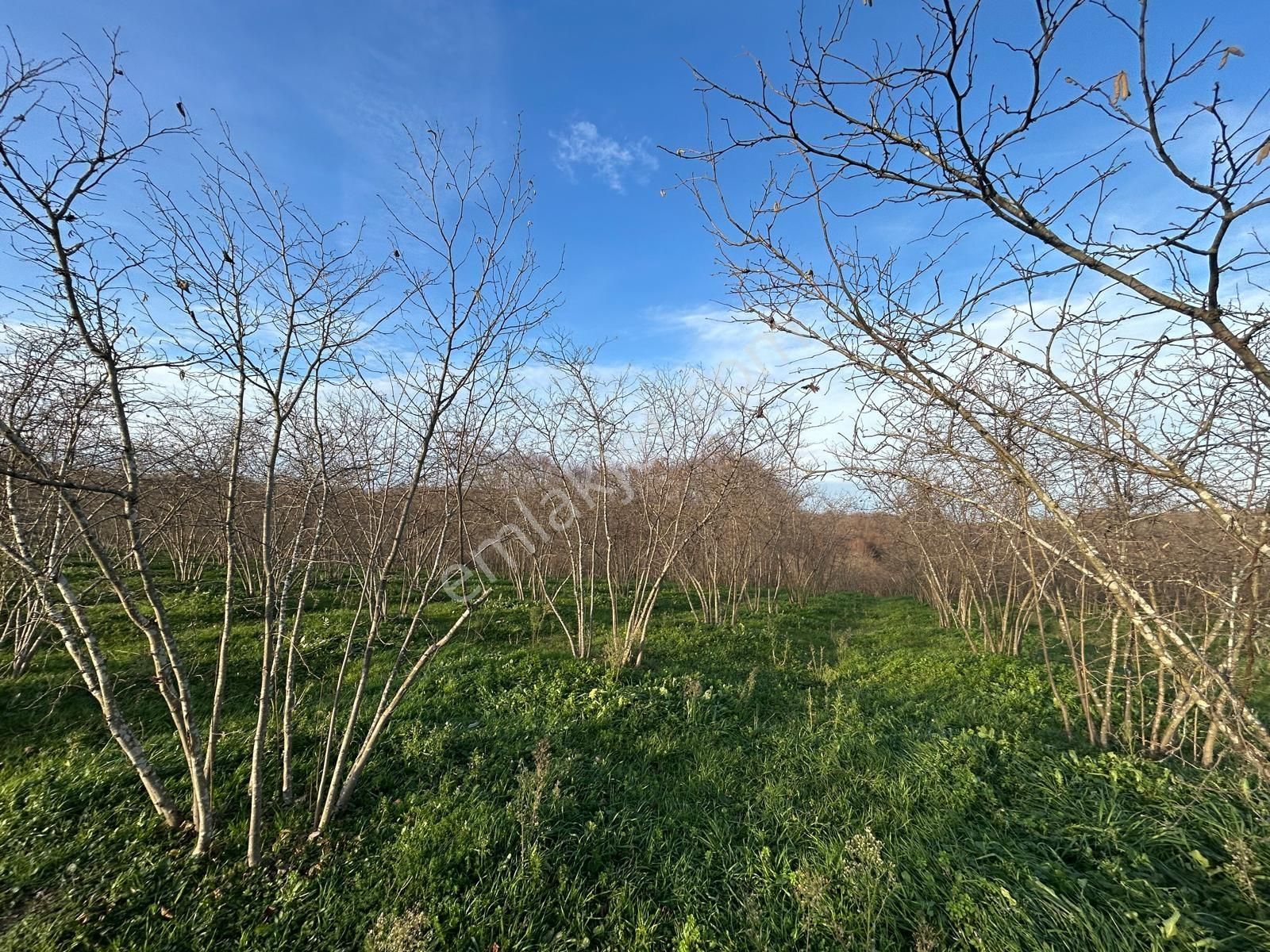 Karasu Resuller Köyünde 10.293 M² Verimli Fındık Bahçesi - Görsel 2