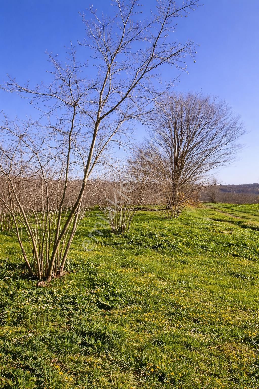 Karasu Resuller Köyünde 10.293 M² Verimli Fındık Bahçesi - Görsel 20