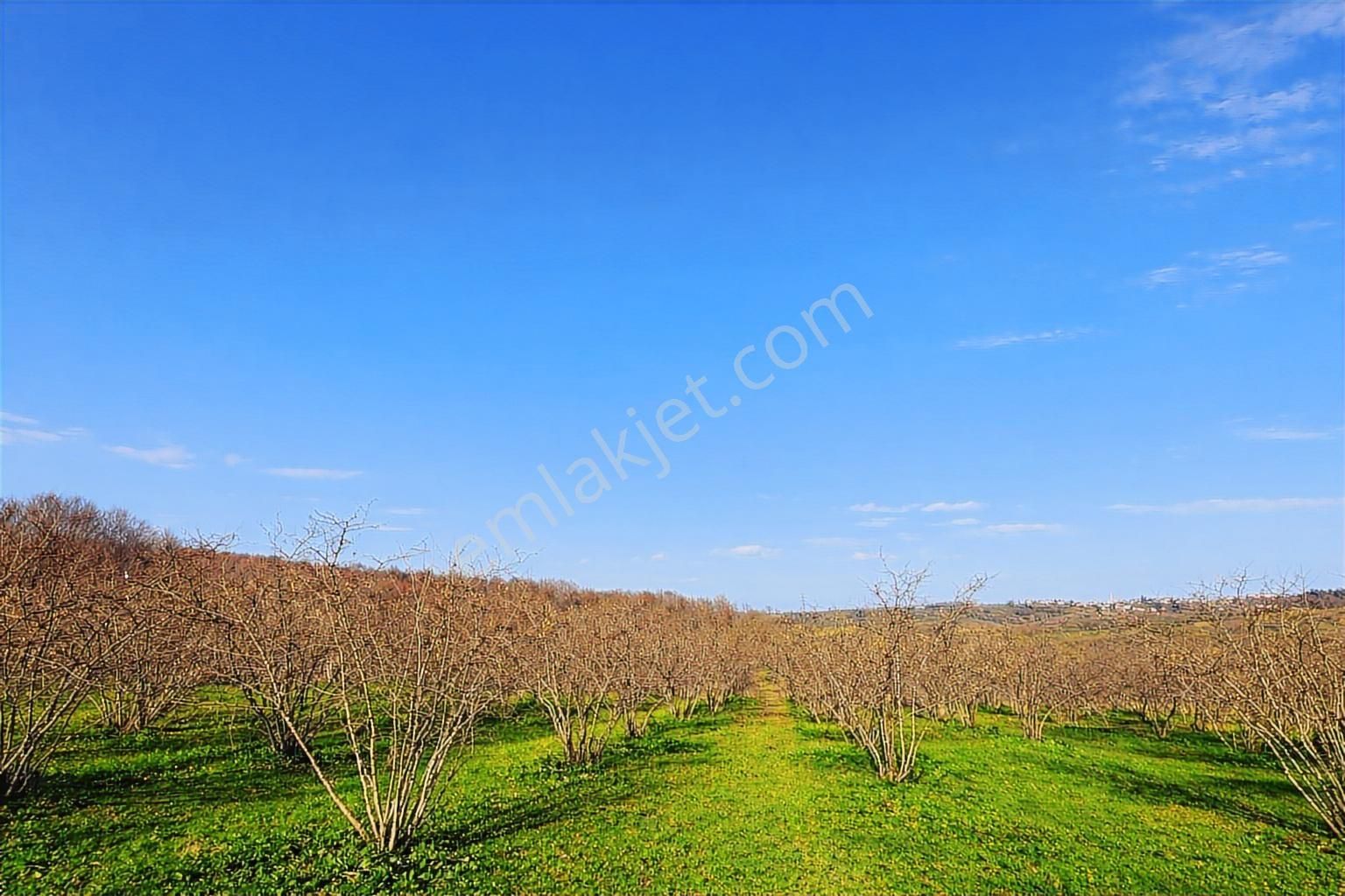 Karasu Resuller Köyünde 10.293 M² Verimli Fındık Bahçesi