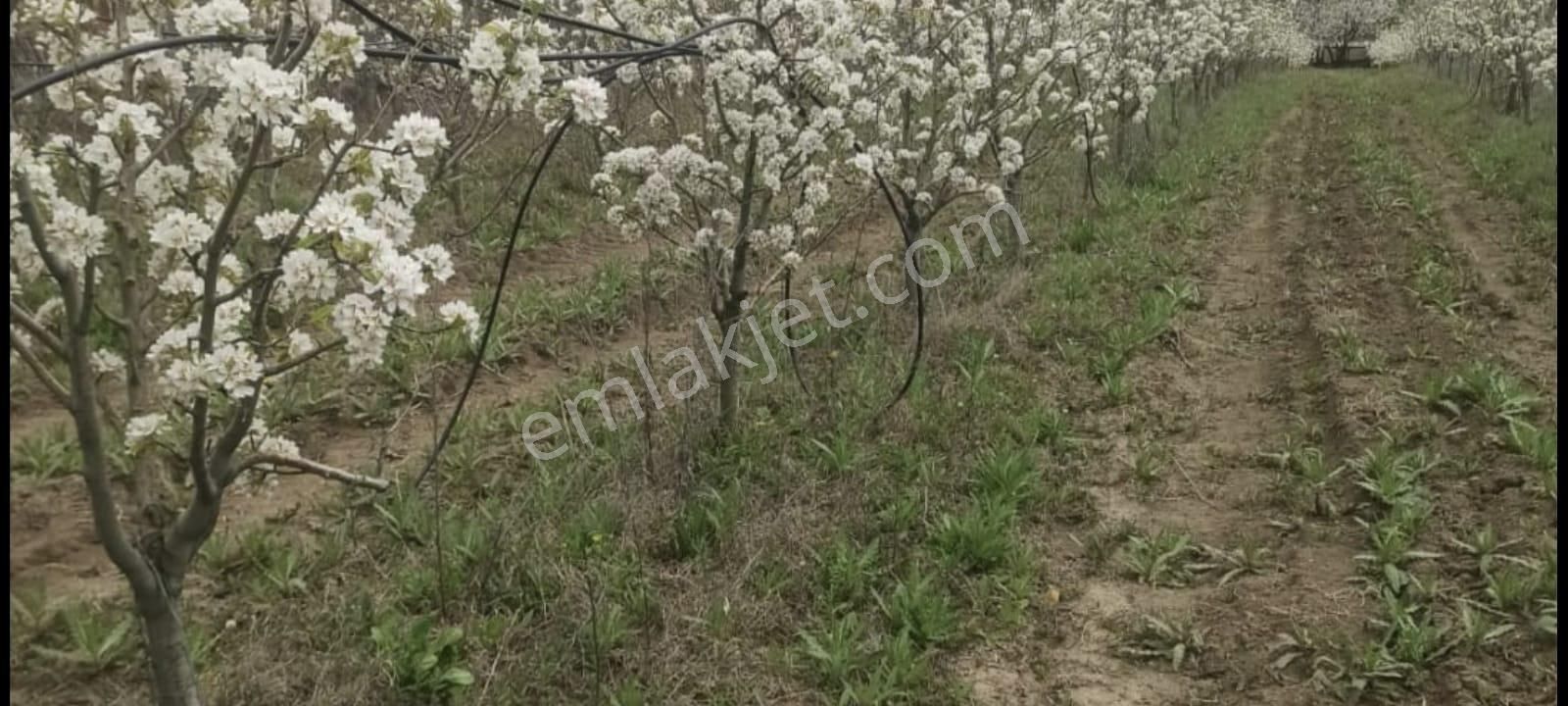 Bursa Kestel Gölcükte 2.283 M2 Satılık Meyve Bahçesi - Görsel 5