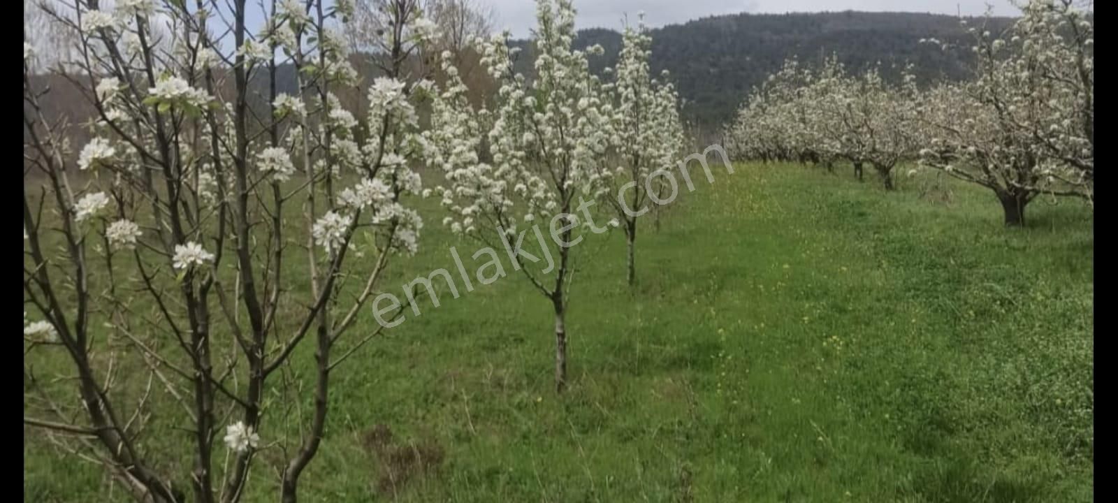 Bursa Kestel Gölcükte 2.283 M2 Satılık Meyve Bahçesi
