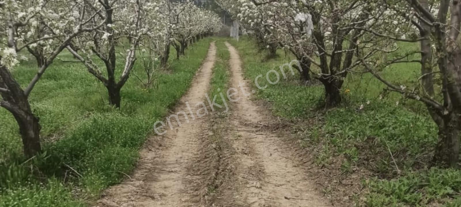 Bursa Kestel Gölcükte 2.283 M2 Satılık Meyve Bahçesi - Görsel 14