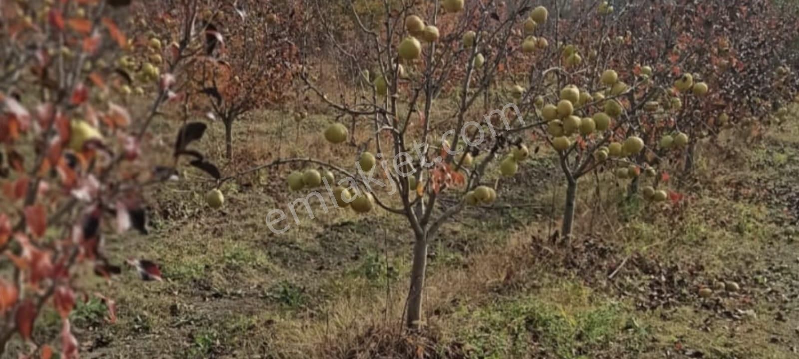 Bursa Kestel Gölcükte 2.283 M2 Satılık Meyve Bahçesi - Görsel 4