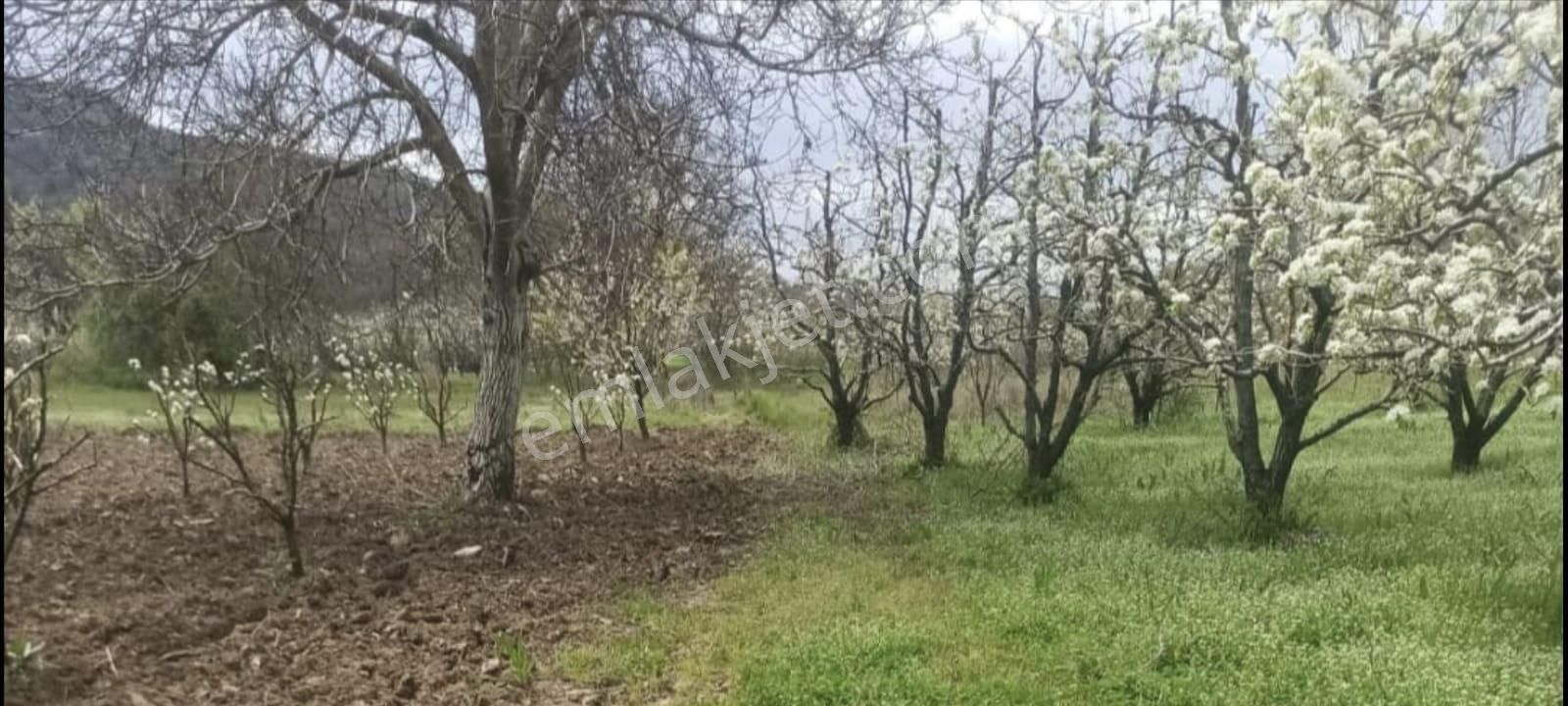 Bursa Kestel Gölcükte 2.283 M2 Satılık Meyve Bahçesi - Görsel 13