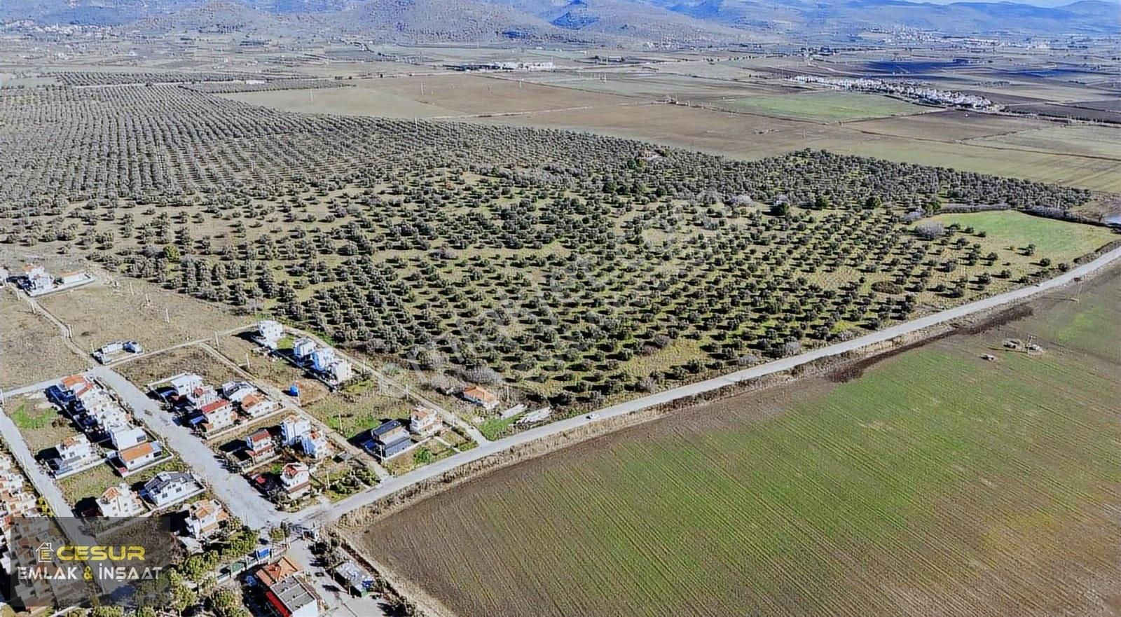 İzmir Dikili Salihler Altına Denize Sıfır 303 Dönüm Dev Tarla - Görsel 9