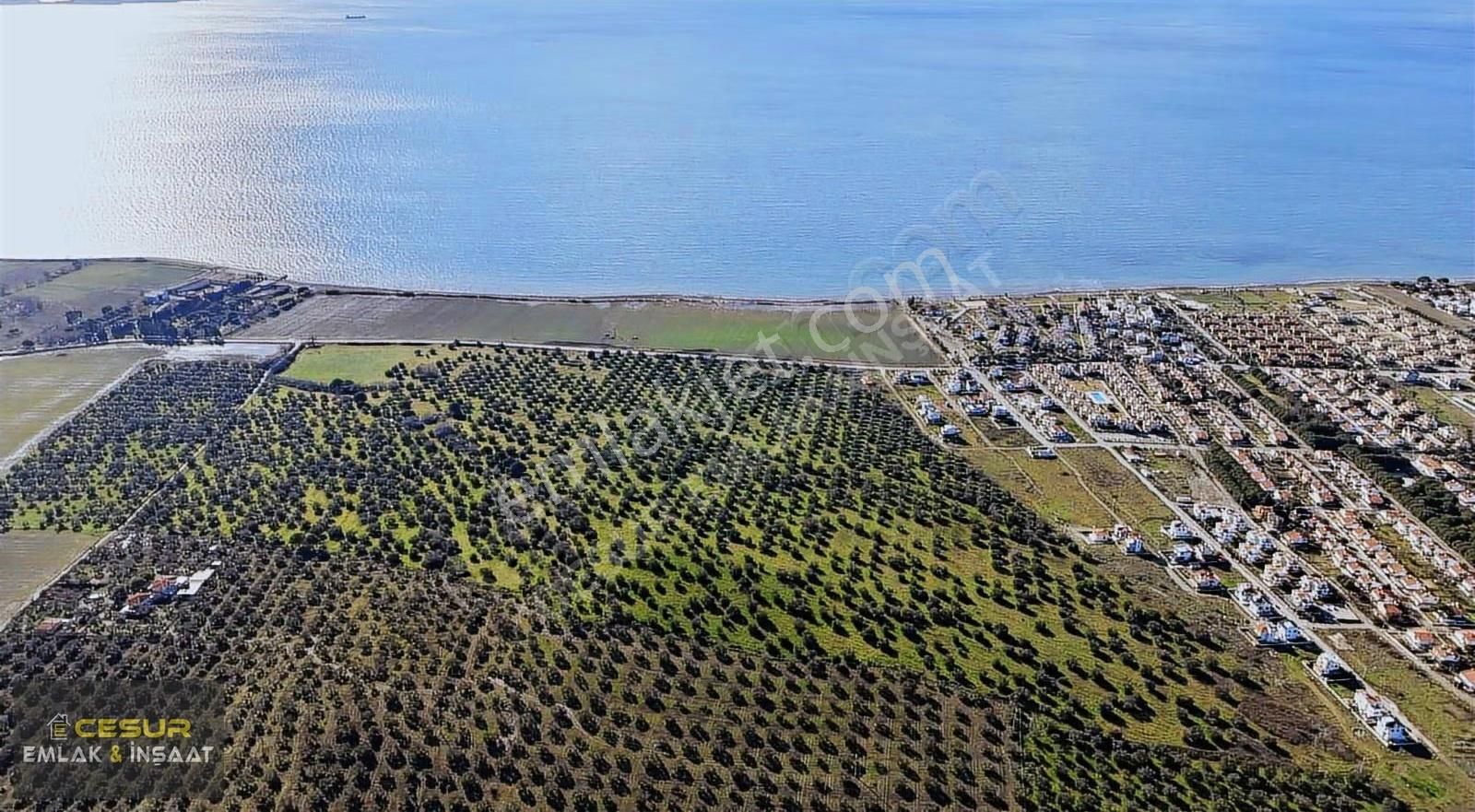 İzmir Dikili Salihler Altına Denize Sıfır 303 Dönüm Dev Tarla - Görsel 6