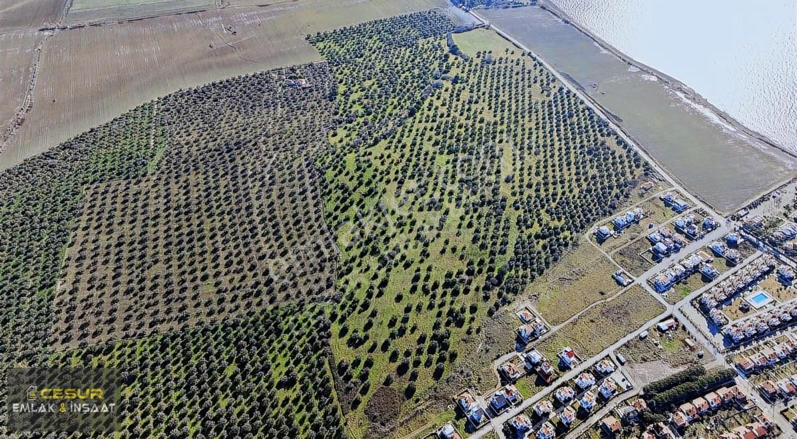 İzmir Dikili Salihler Altına Denize Sıfır 303 Dönüm Dev Tarla - Görsel 8
