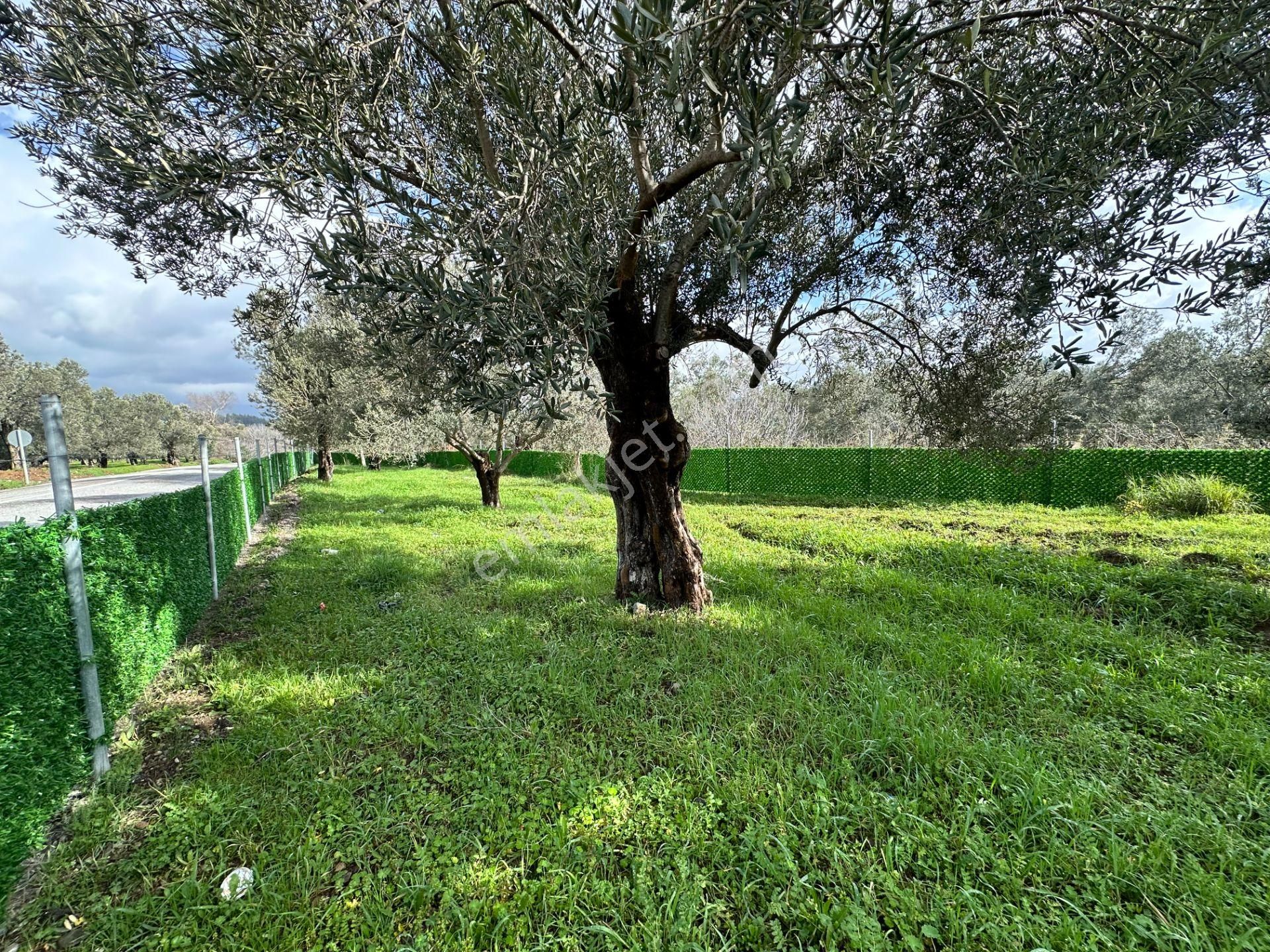 ▀▄mera Emlaktan Tuzcumurat Mh. Asfalta Cephe 427m2 Zeytinlik - Görsel 21
