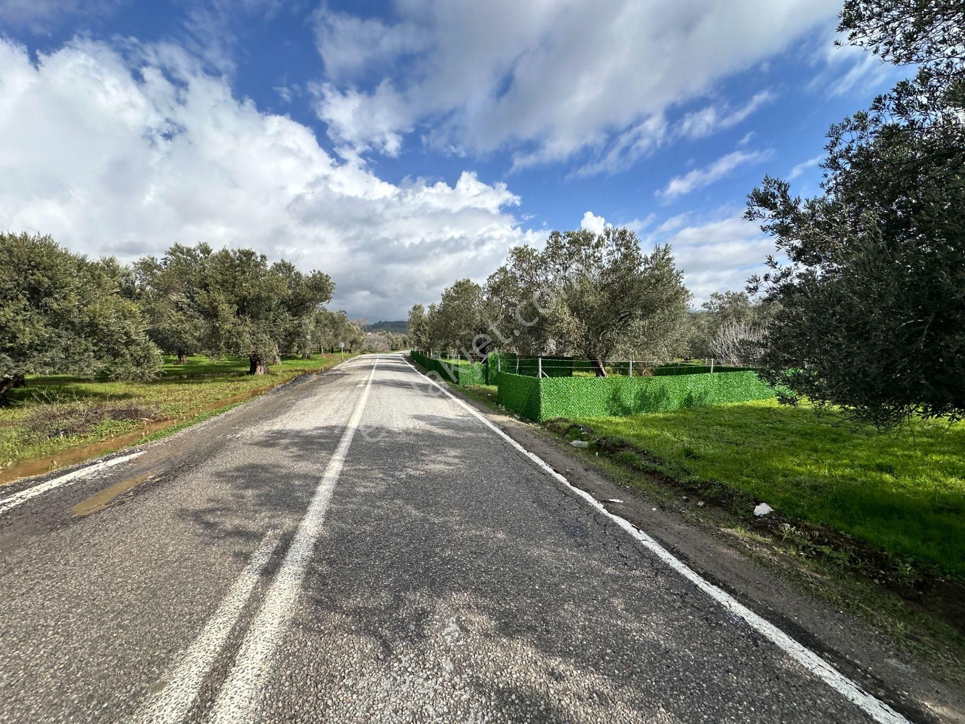 ▀▄mera Emlaktan Tuzcumurat Mh. Asfalta Cephe 427m2 Zeytinlik - Görsel 3