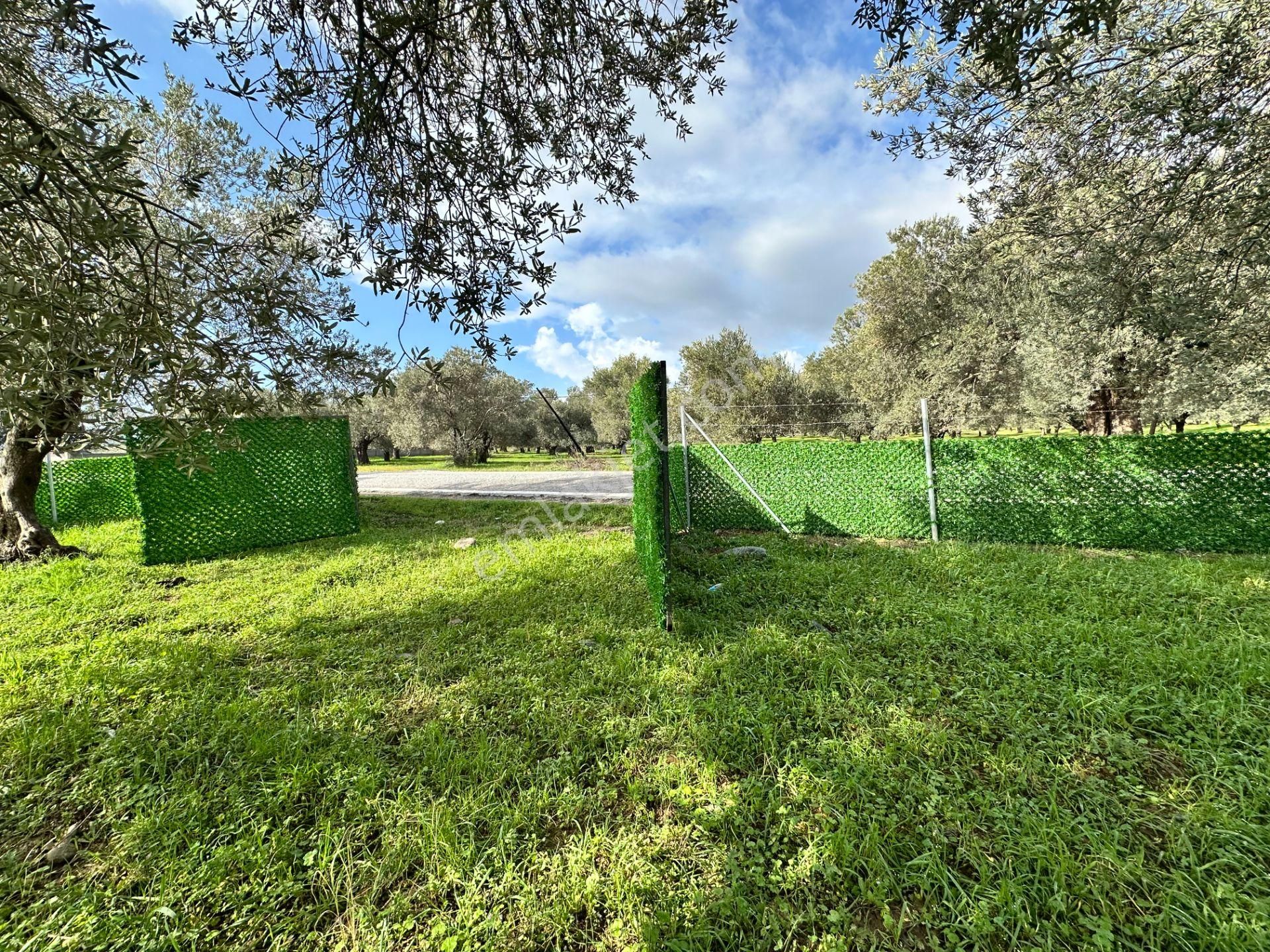 ▀▄mera Emlaktan Tuzcumurat Mh. Asfalta Cephe 427m2 Zeytinlik - Görsel 16