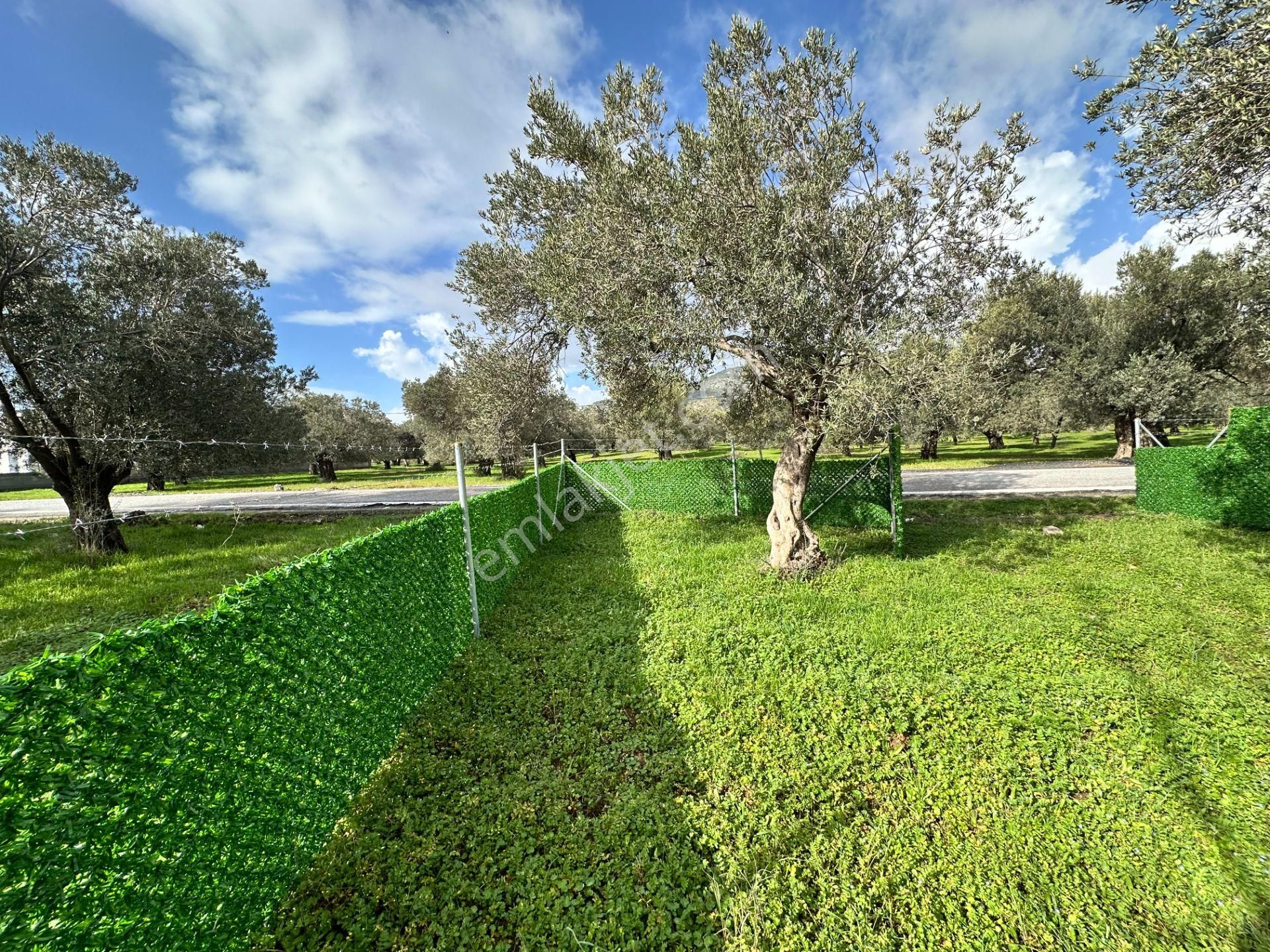 ▀▄mera Emlaktan Tuzcumurat Mh. Asfalta Cephe 427m2 Zeytinlik - Görsel 10