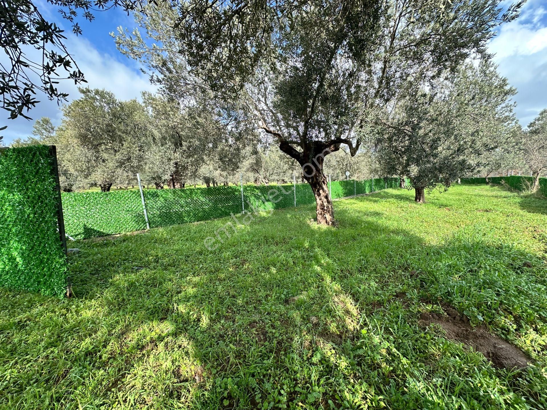 ▀▄mera Emlaktan Tuzcumurat Mh. Asfalta Cephe 427m2 Zeytinlik - Görsel 14