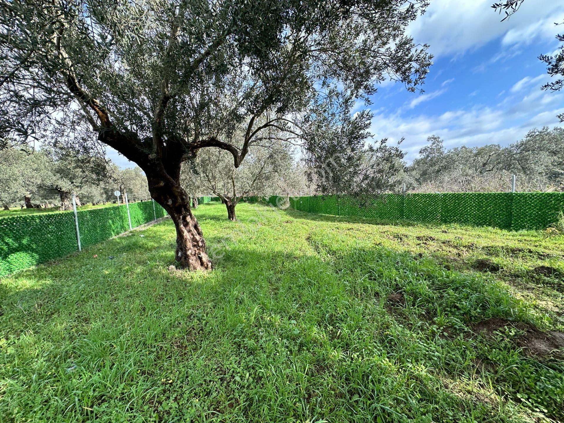 ▀▄mera Emlaktan Tuzcumurat Mh. Asfalta Cephe 427m2 Zeytinlik - Görsel 17