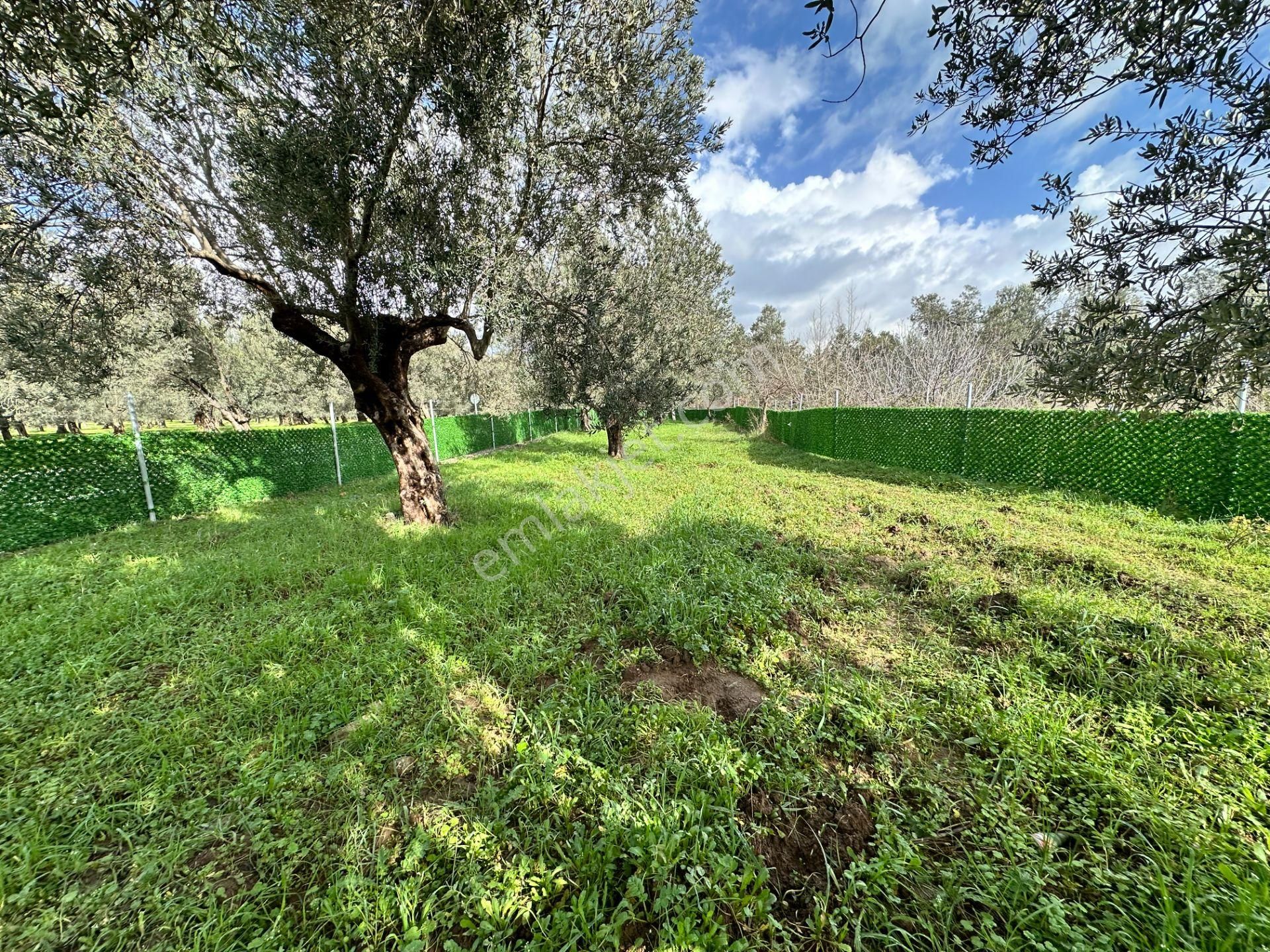 ▀▄mera Emlaktan Tuzcumurat Mh. Asfalta Cephe 427m2 Zeytinlik - Görsel 13