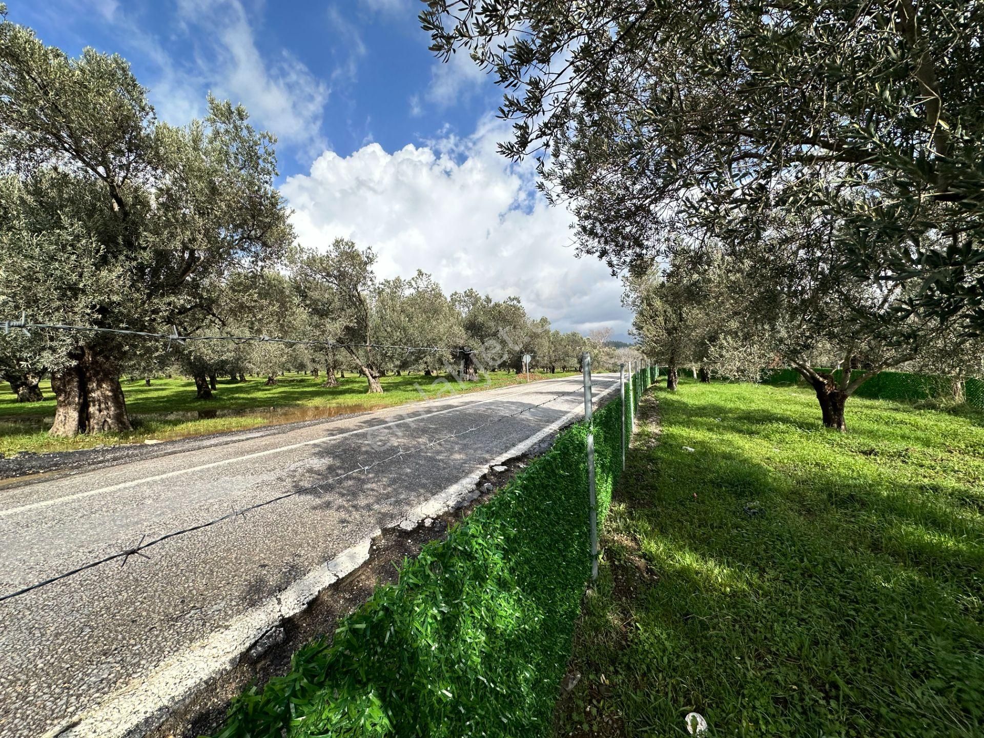 ▀▄mera Emlaktan Tuzcumurat Mh. Asfalta Cephe 427m2 Zeytinlik - Görsel 18