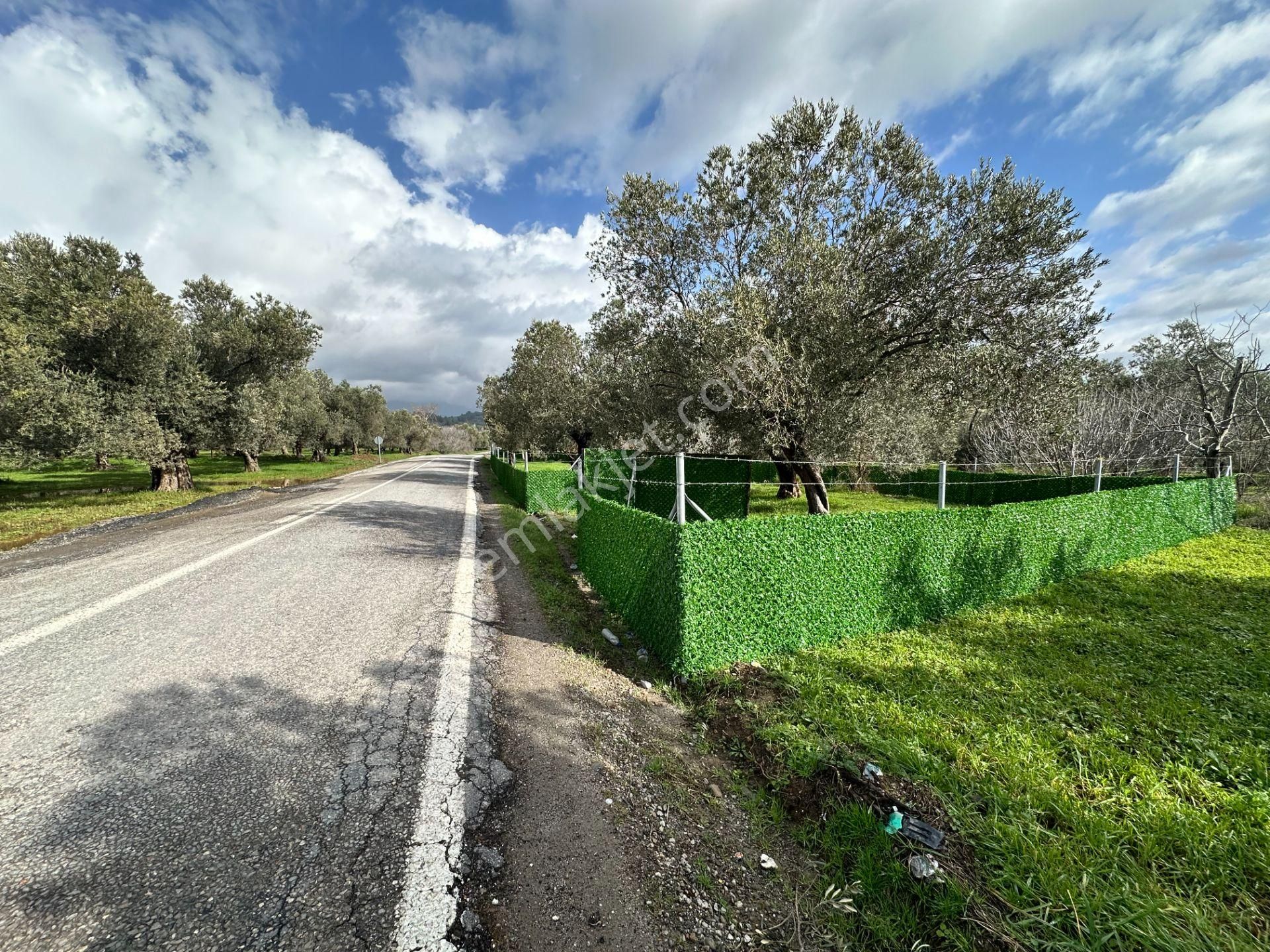 ▀▄mera Emlaktan Tuzcumurat Mh. Asfalta Cephe 427m2 Zeytinlik - Görsel 4