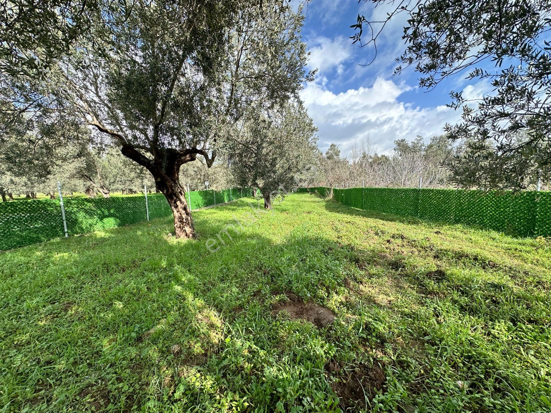 ▀▄mera Emlaktan Tuzcumurat Mh. Asfalta Cephe 427m2 Zeytinlik - Görsel 12