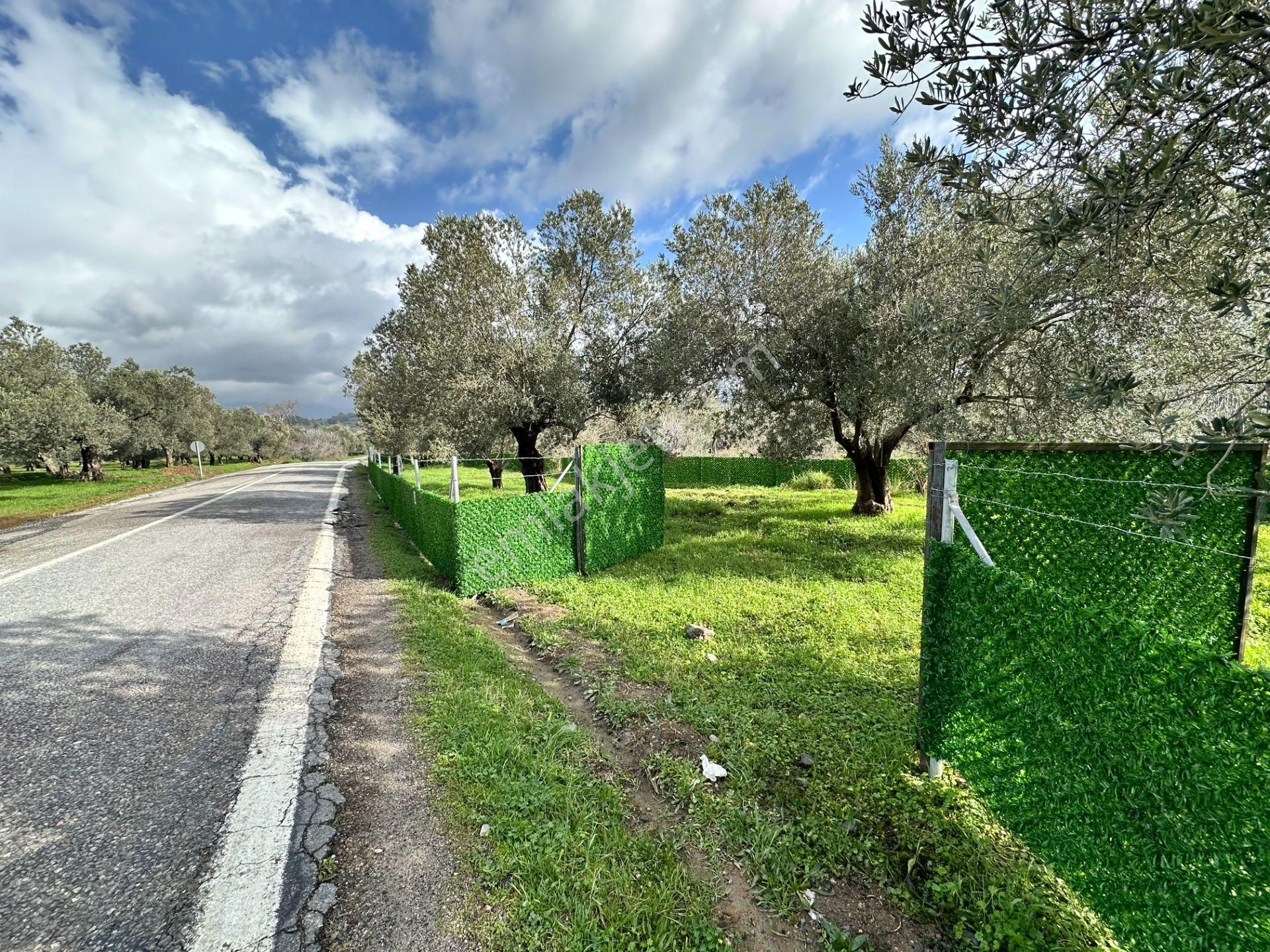 ▀▄mera Emlaktan Tuzcumurat Mh. Asfalta Cephe 427m2 Zeytinlik - Görsel 9