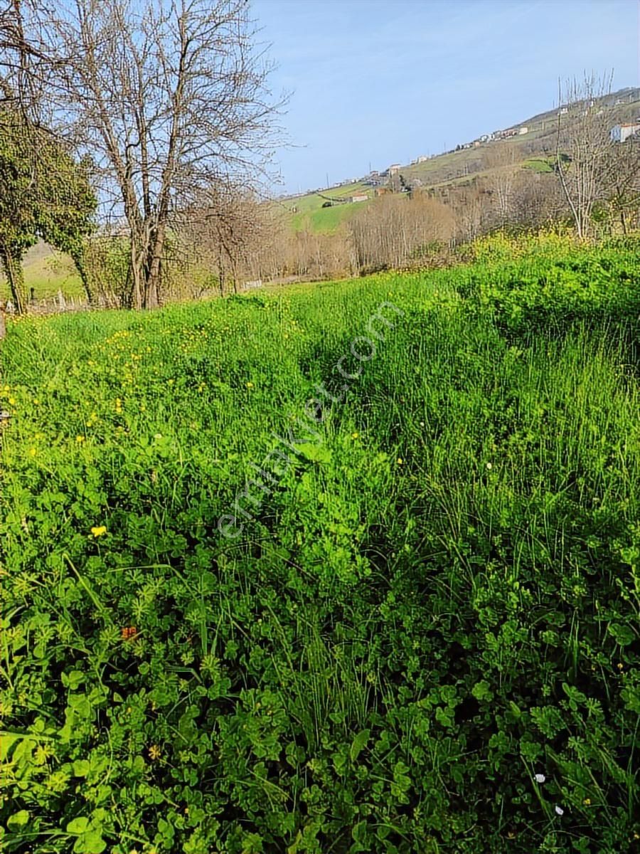 Mavi Atlas'tan 19mayıs Kertme'de Satılık Tarla - Görsel 4