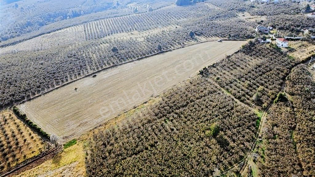 Karasu Resuller Yatırımlık Kadastro Yol Cepheli 14975 M2 Tarla - Görsel 12