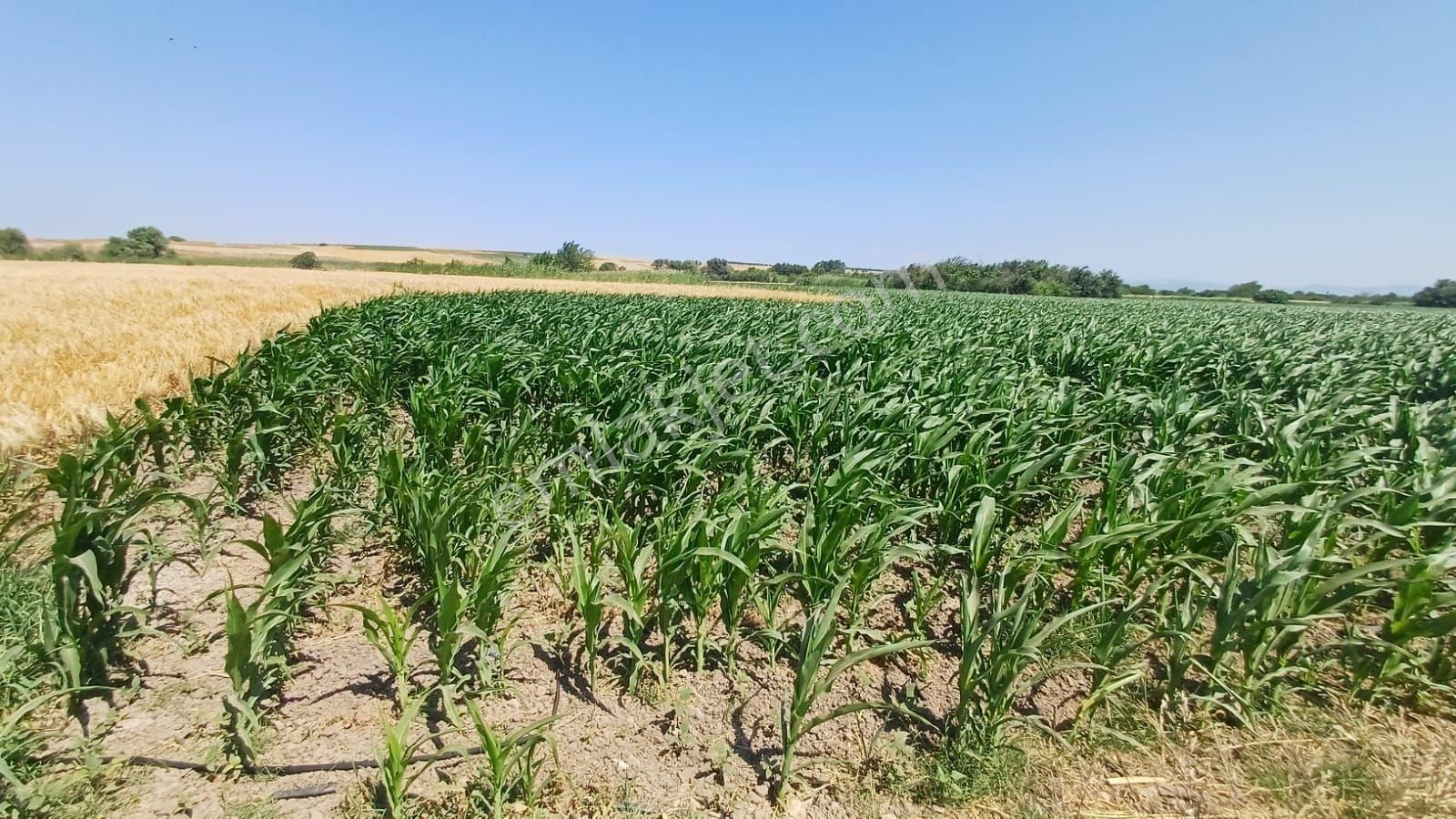 Bursa Karacabey Harmanlı 80m Yola Cepheli Yatırımlık Tarla - Görsel 24