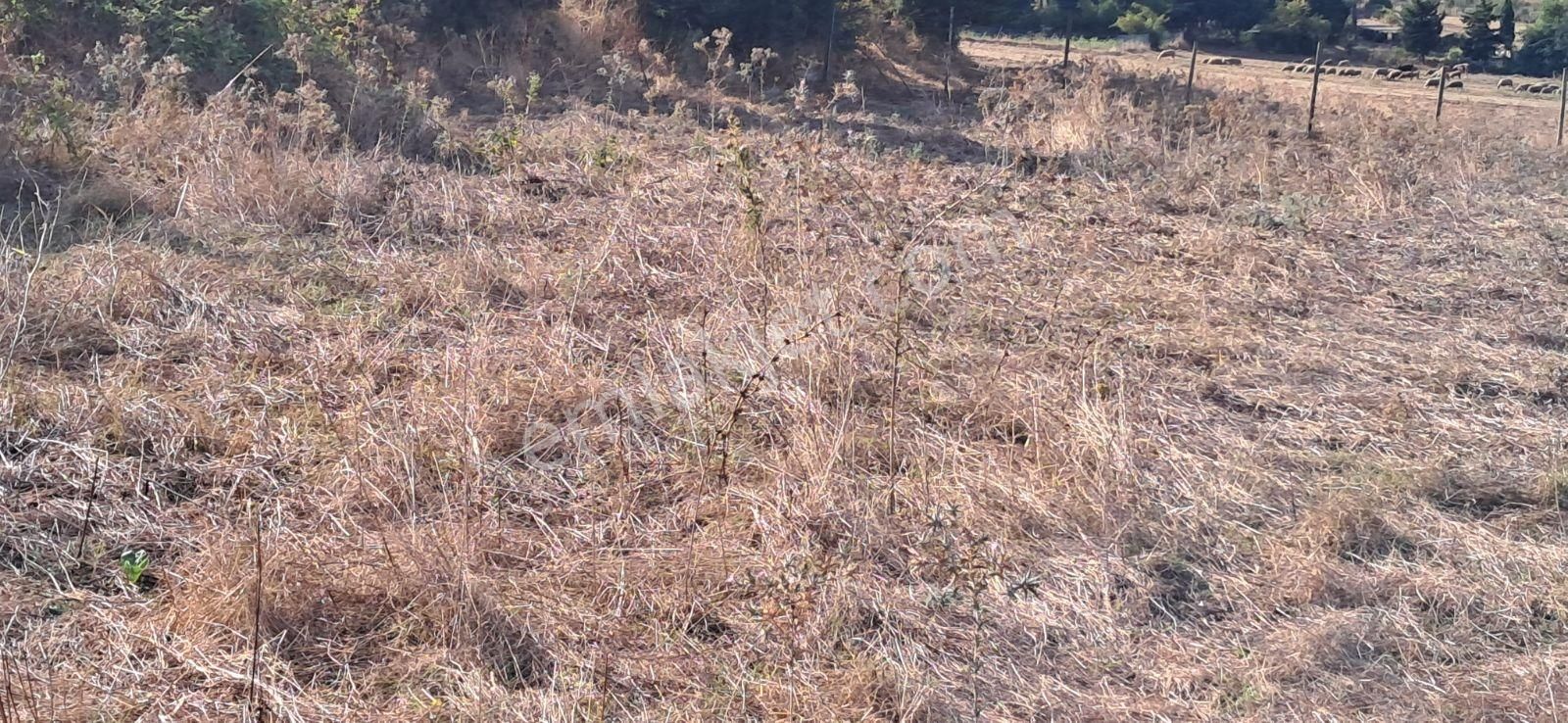 Mavi Atlas Gayrimenkul İncesu'da Îmar Sınırında Tek Tapulu Tarla - Görsel 4