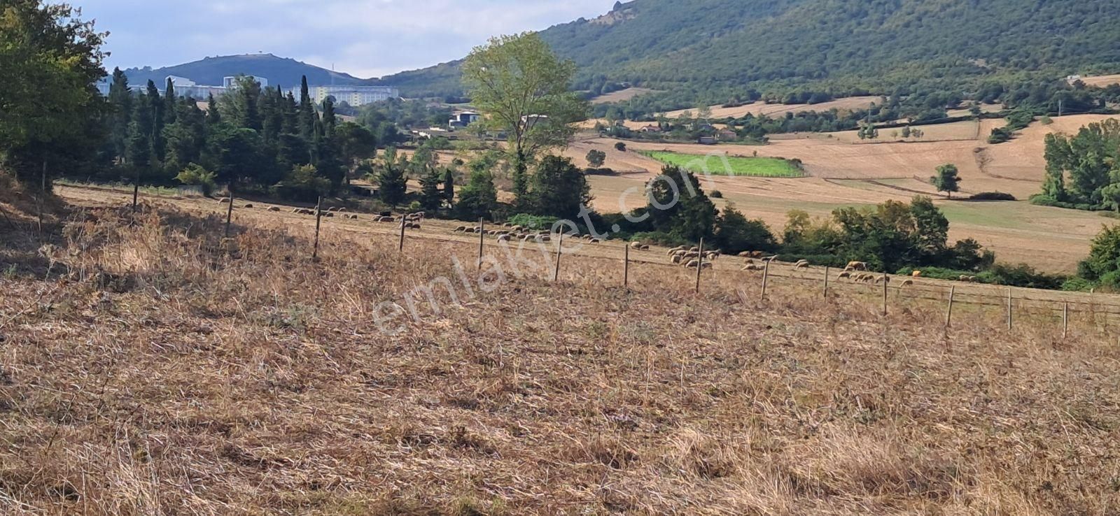 Mavi Atlas Gayrimenkul İncesu'da Îmar Sınırında Tek Tapulu Tarla - Görsel 2