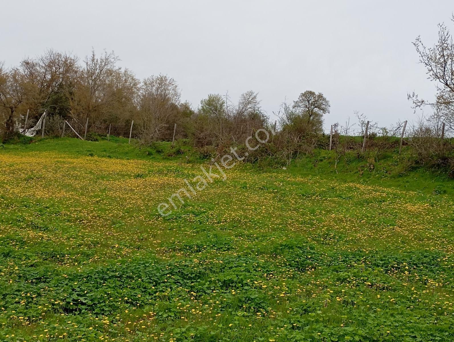 Mavi Atlas Gayrimenkul İncesu'da Îmar Sınırında Tek Tapulu Tarla - Görsel 12