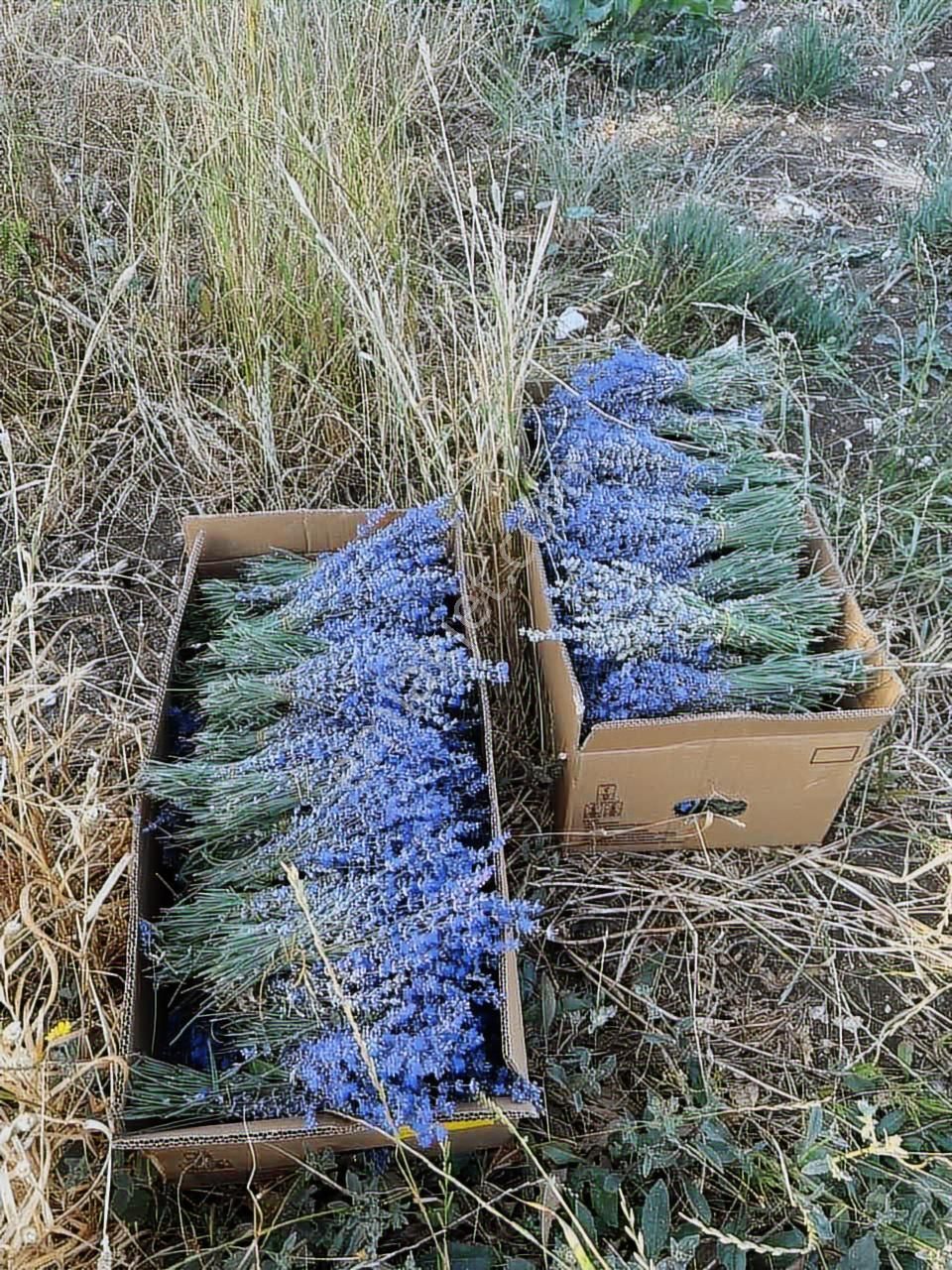 Susurluk Yıldızköy De Satılık Lavanta Bahçesi - Görsel 5