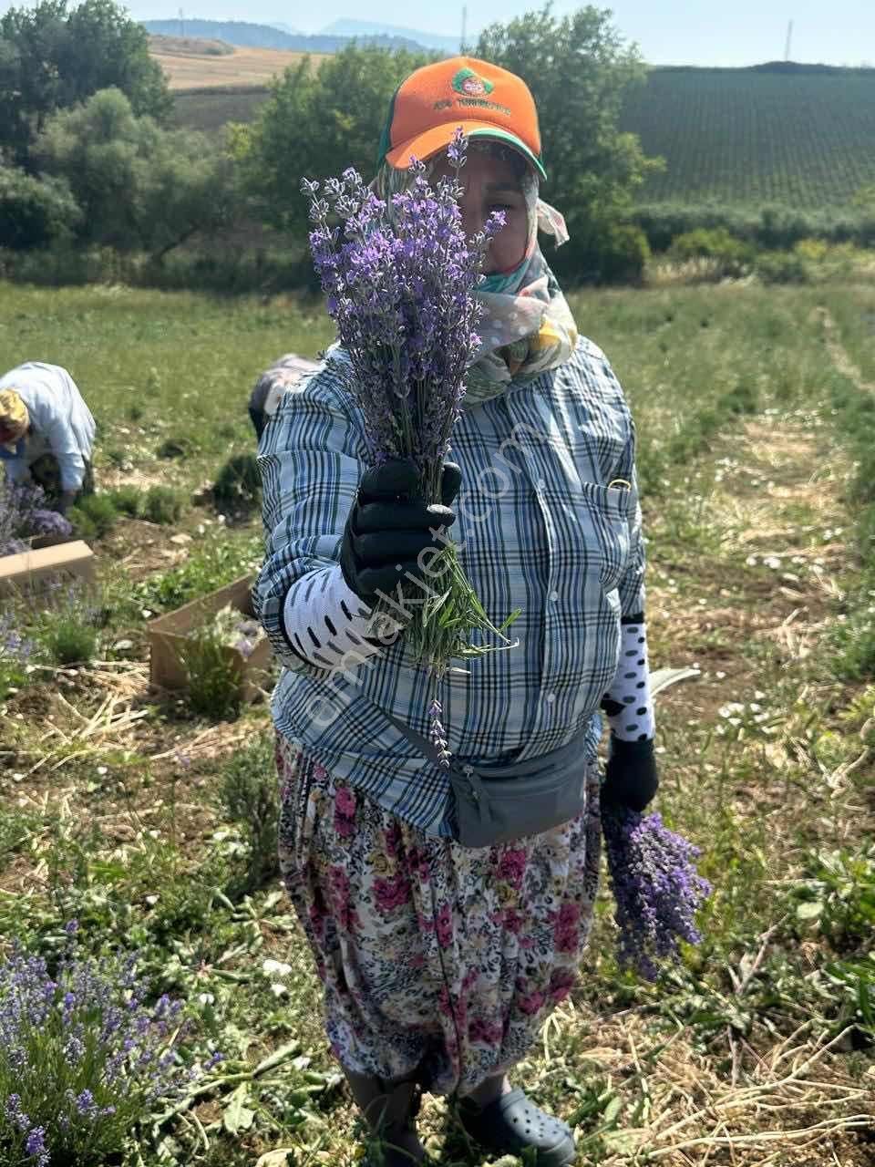 Susurluk Yıldızköy De Satılık Lavanta Bahçesi - Görsel 6