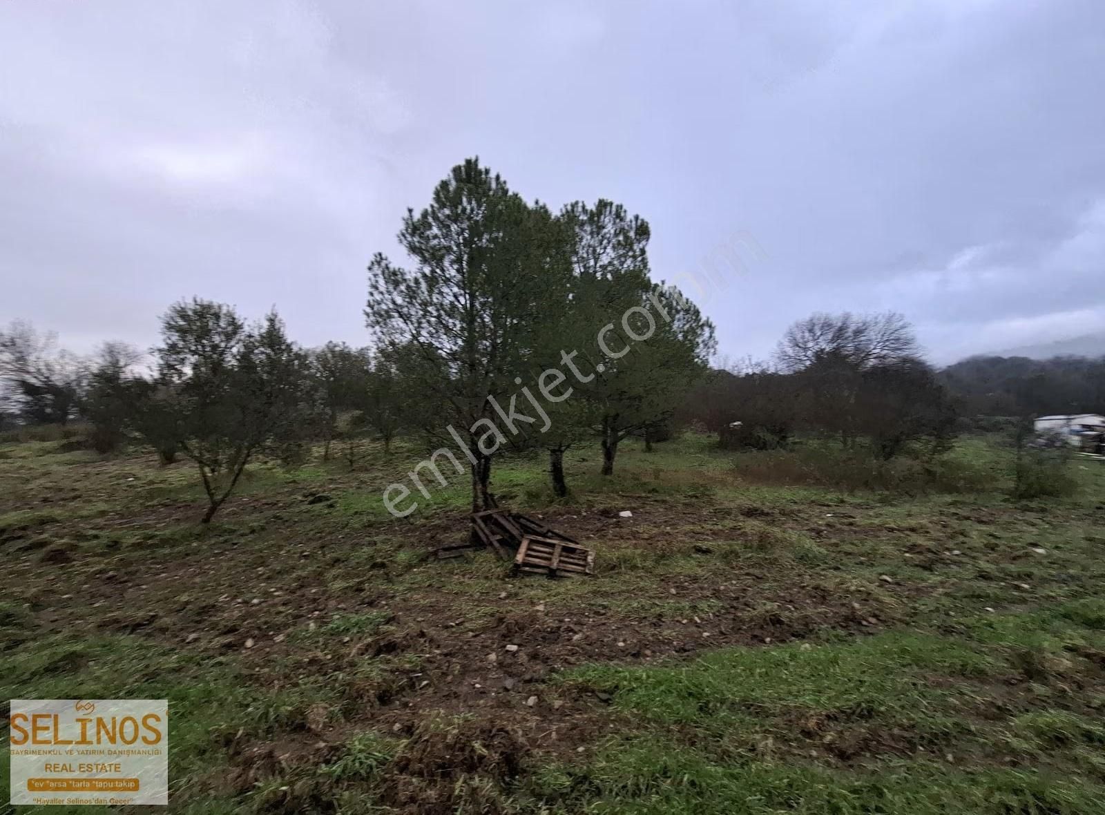 Bergama Merkeze Yakın 21.000 M2 Zeytinlik