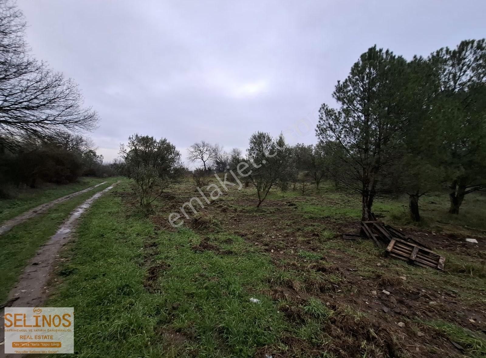 Bergama Merkeze Yakın 21.000 M2 Zeytinlik - Görsel 6