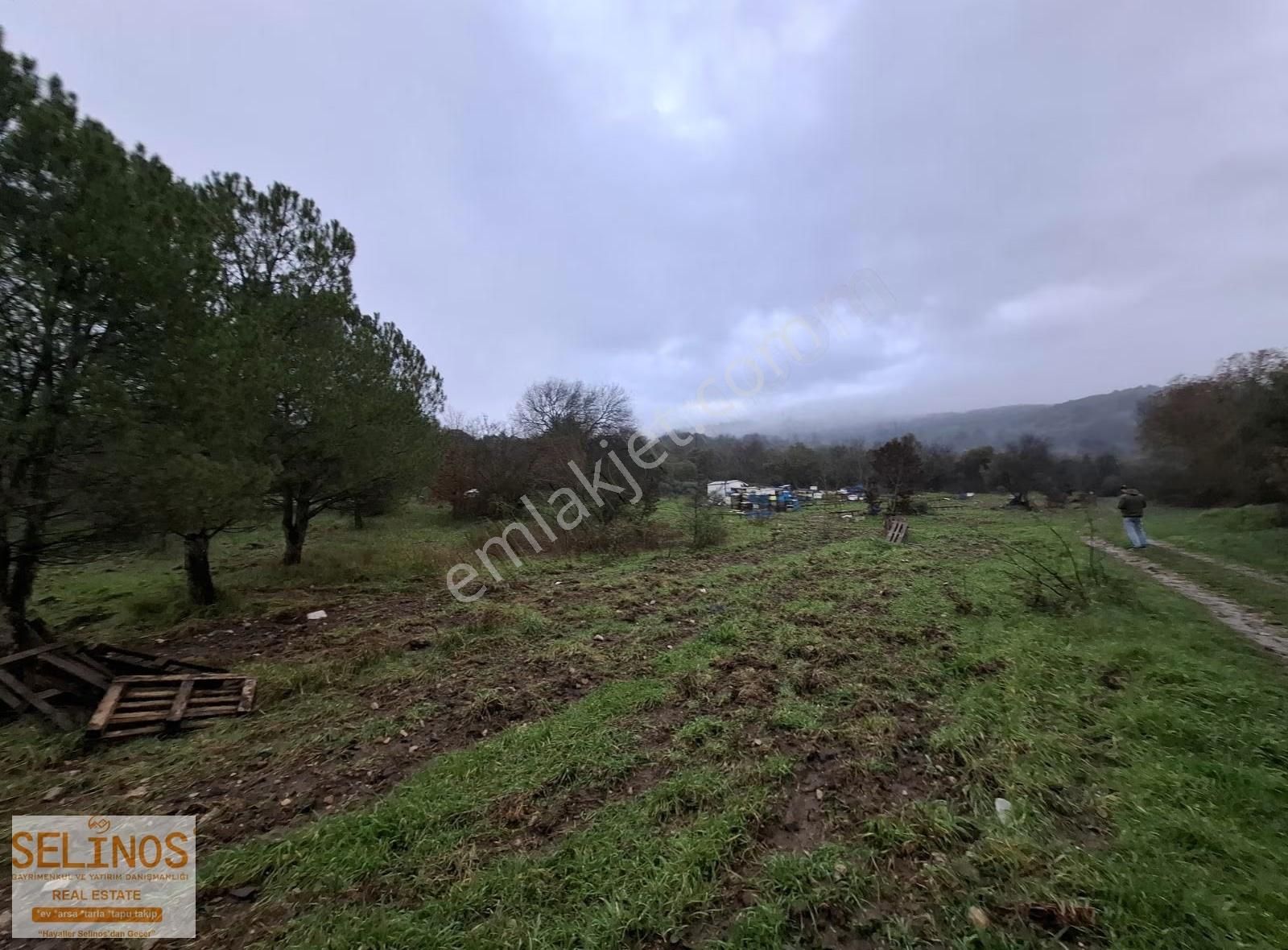 Bergama Merkeze Yakın 21.000 M2 Zeytinlik - Görsel 5