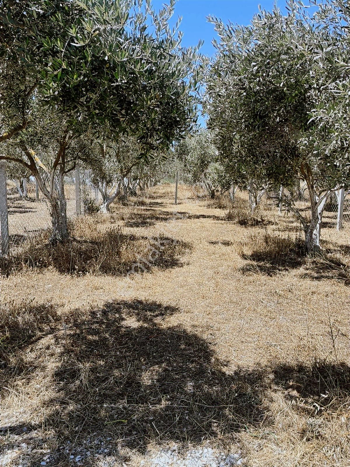 Torbalıda 138 M2 Kupon Arazi Acill Satılık - Görsel 8