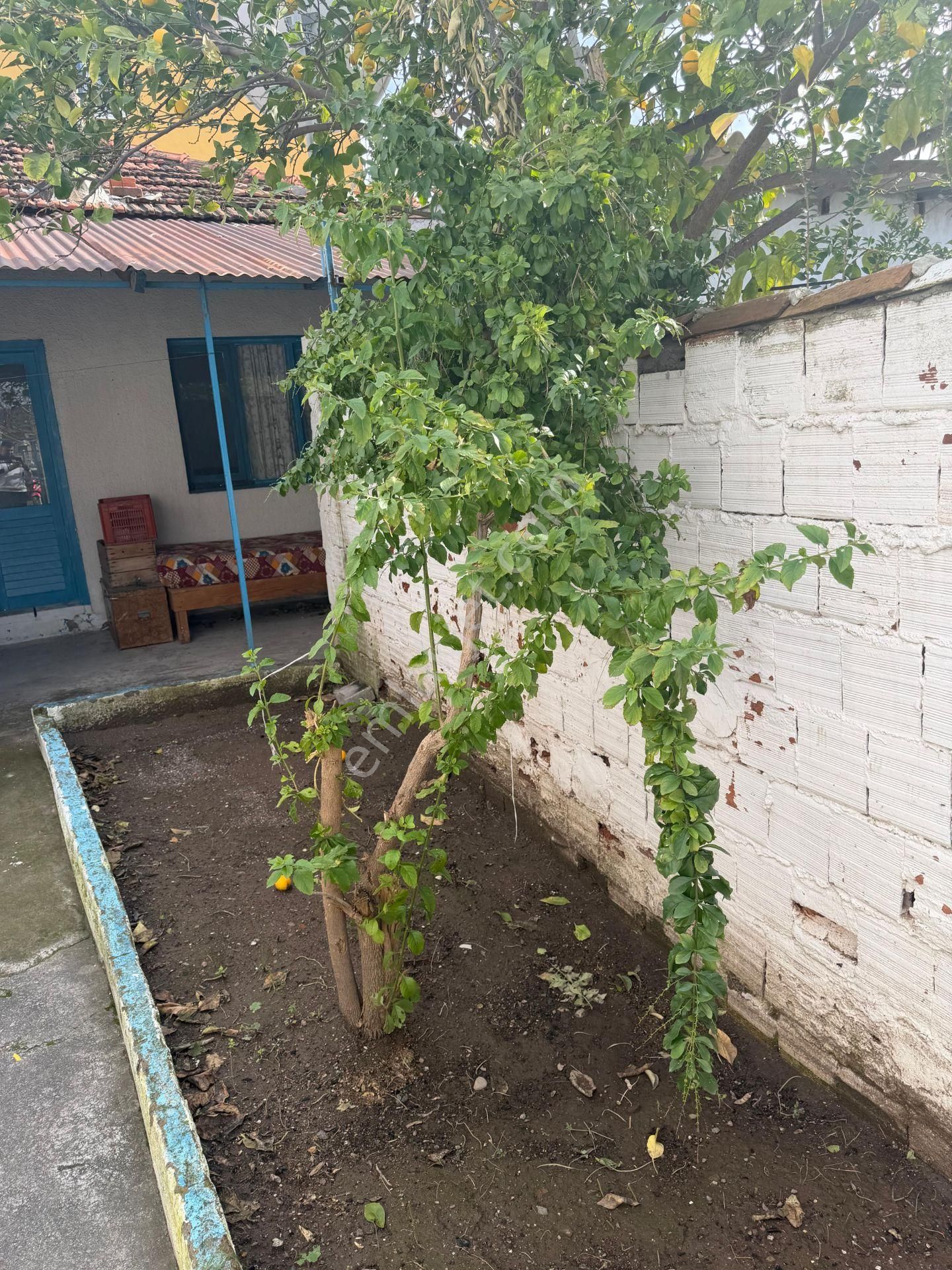 Dikili Ümmetoğlun'ndan 2+1 Bahçeli Müstakil Köy Evi' Eşyalı 100 M2 Bademli - Görsel 23